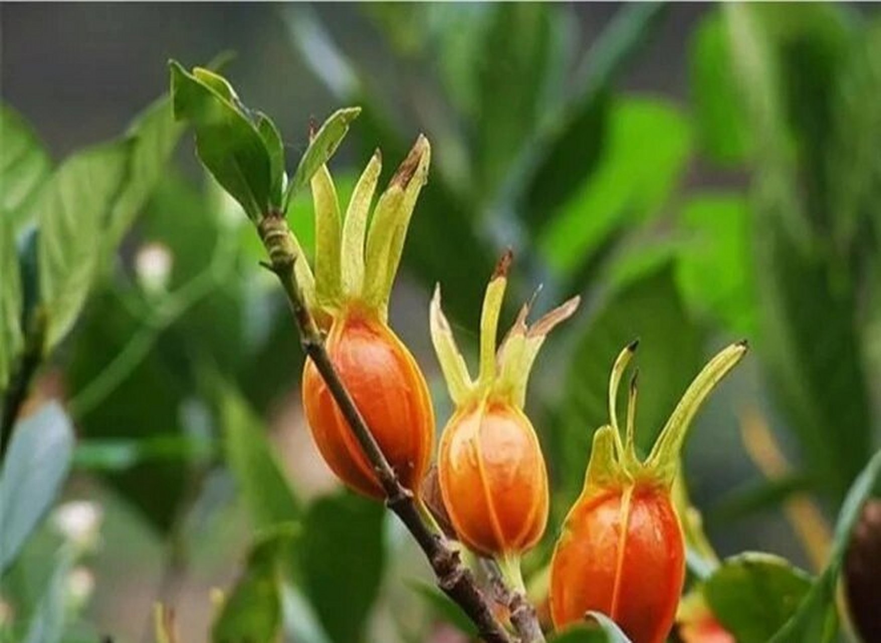 原生中草药材(10)山栀子 归经 归心,肺,三焦经. 性味 苦,寒.