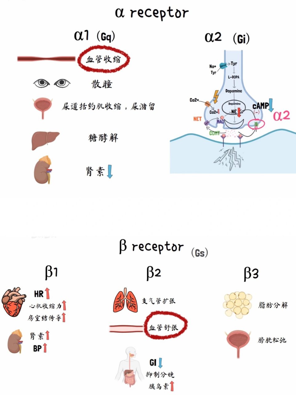 去甲肾上腺素的用法图片