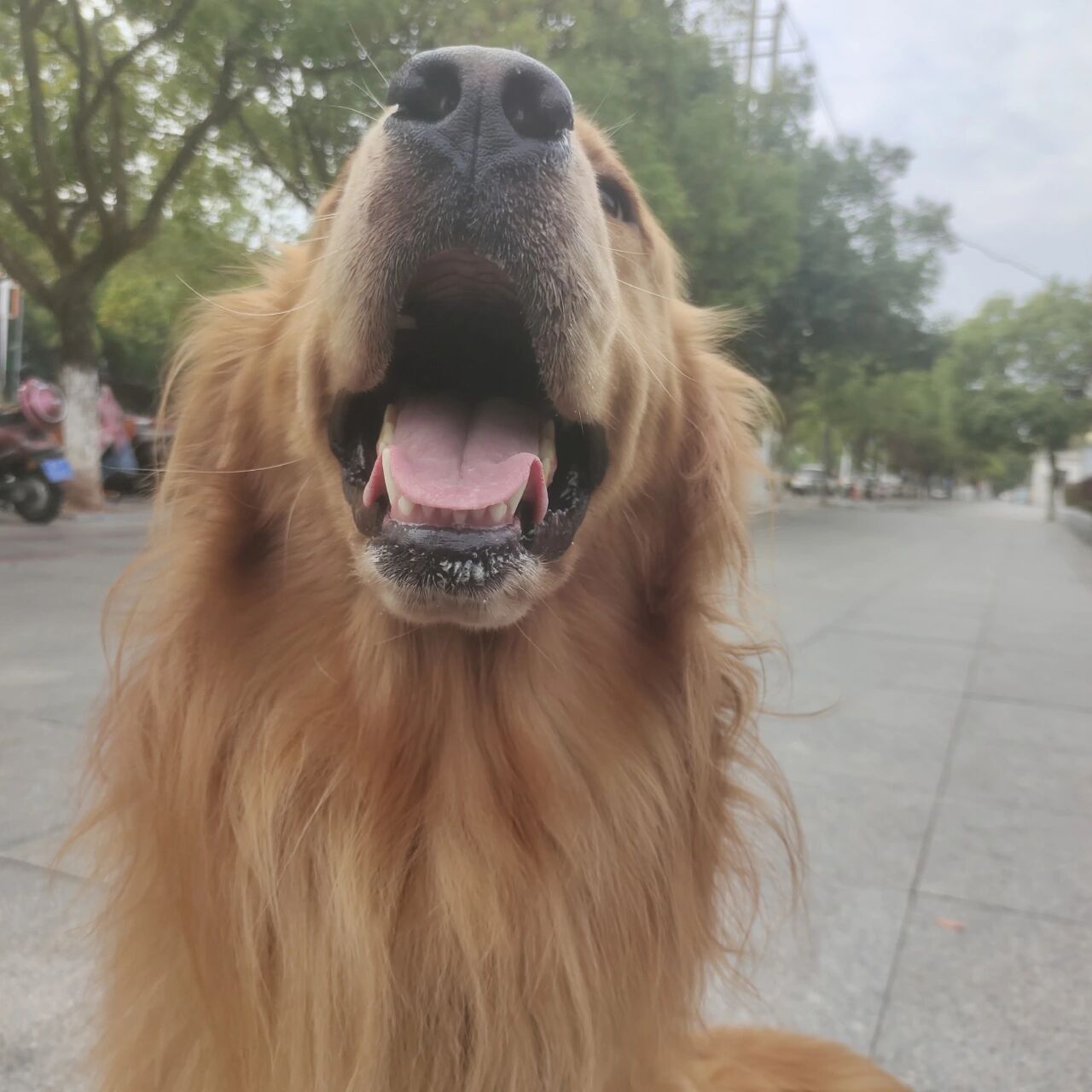 金毛多少钱一只?踩坑了没?