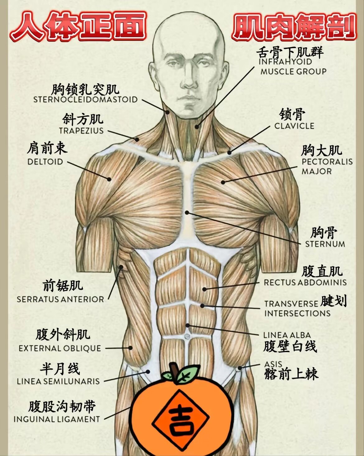 人体背部肌肉解剖图 为了让打击更方便的了解背部的肌肉 大家可以看一