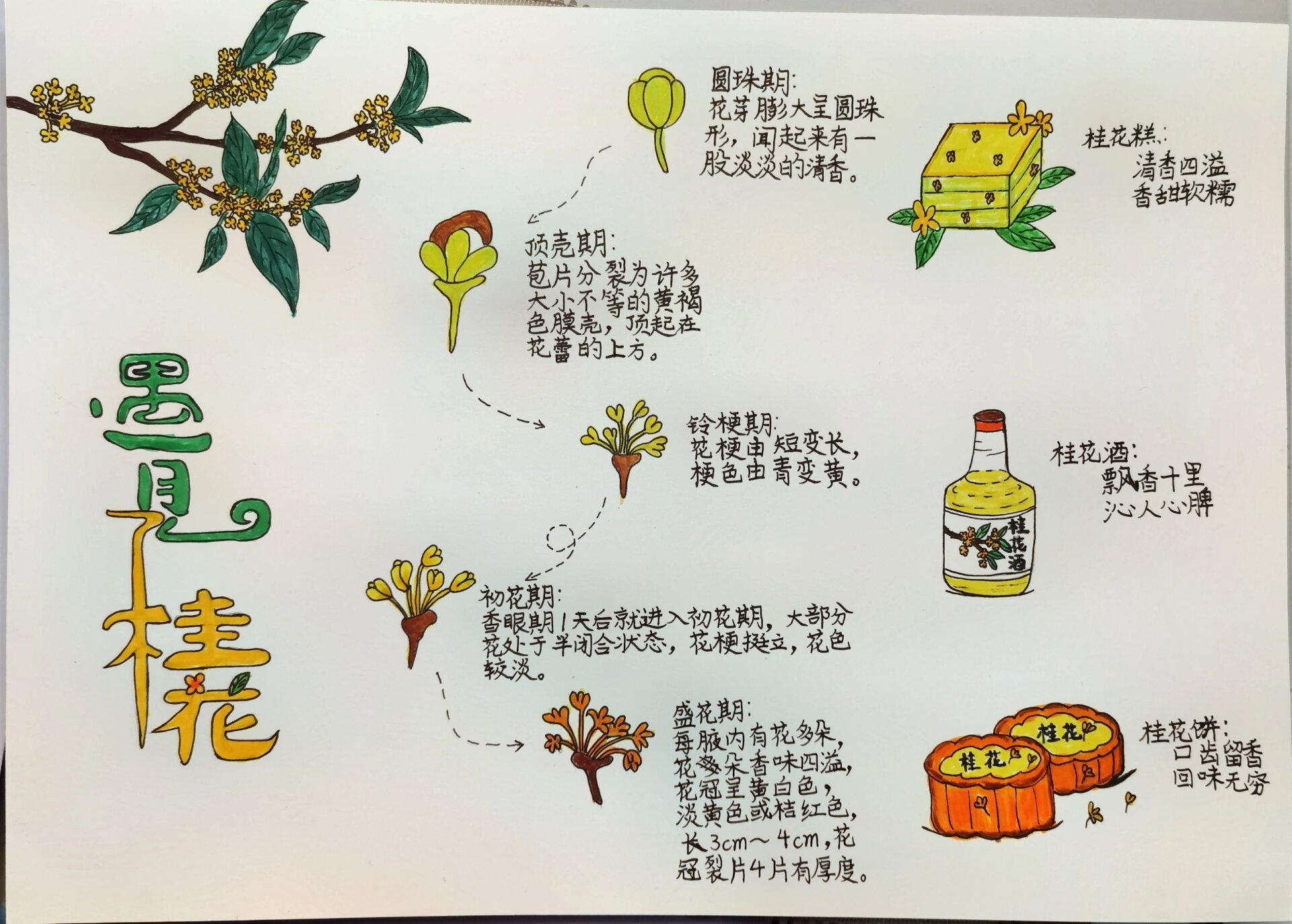 桂花主题手抄报  四年级手抄报