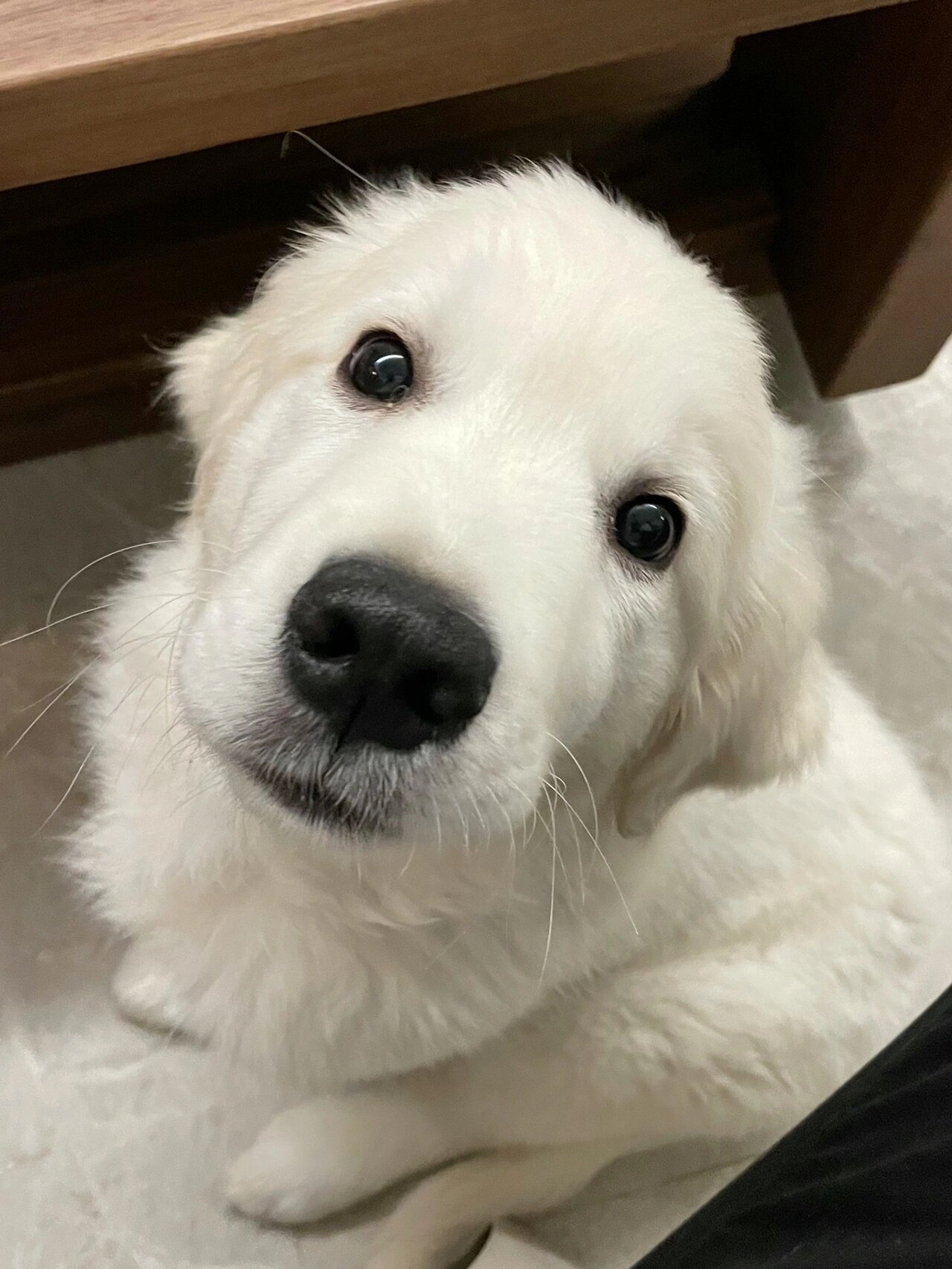 英系金毛|和小狗一起过520啦0299 请忽略它的大眼屎啊哈哈哈哈哈