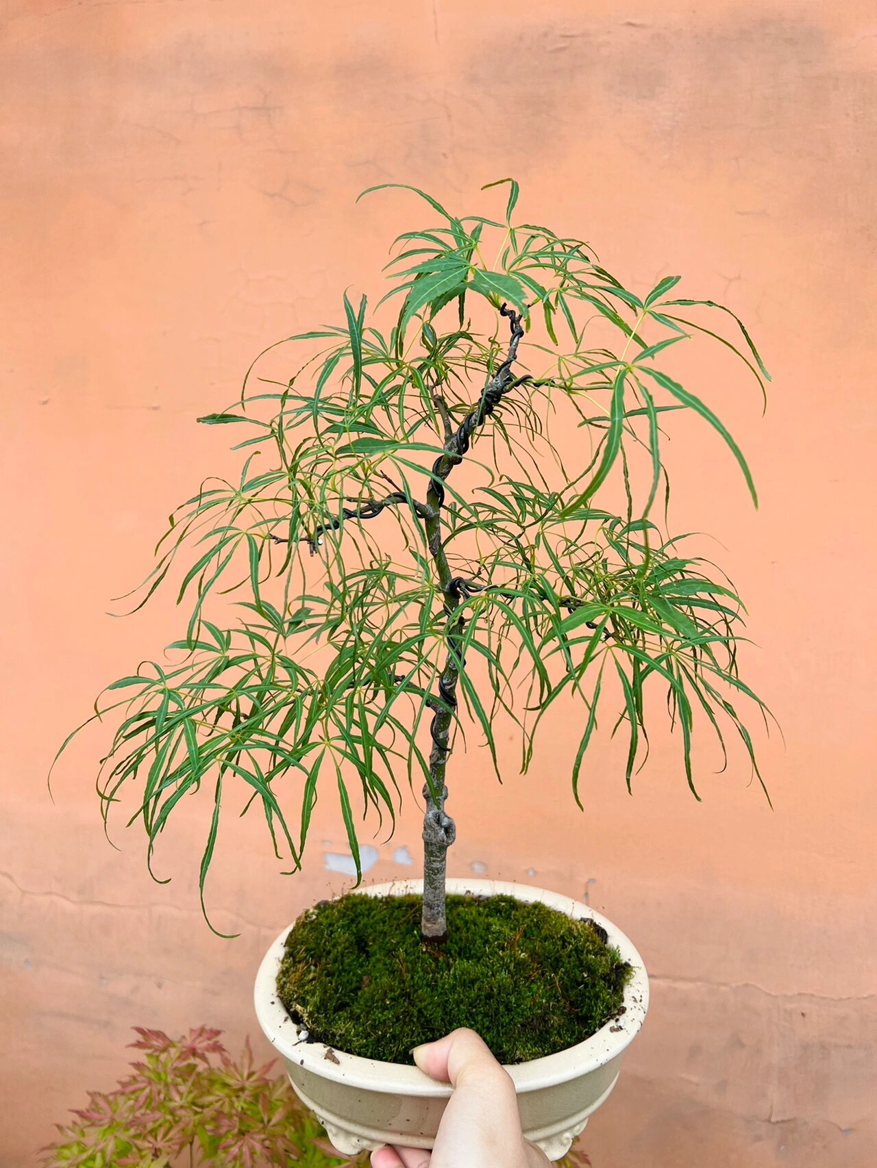 枫树金线!最爱的品种之一!