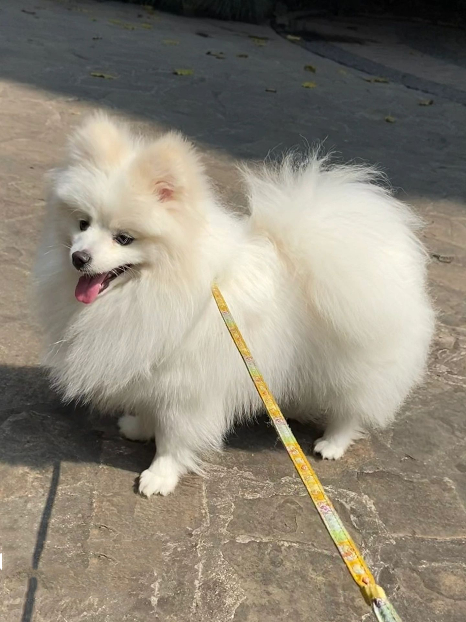 我可能养了一只博美和萨摩耶的串串 我时常怀疑,我被商家骗了,说好的