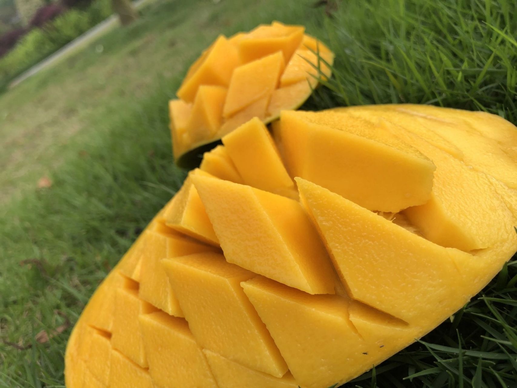 也要吃75海南(金煌芒)03请接招～ 现在最时令的水果 当然是芒果啦