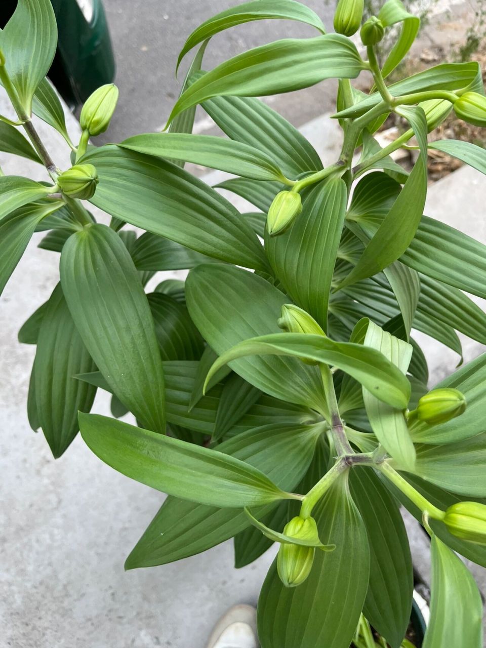 重瓣香水百合种植攻略,新手不踩雷 今年3月3号受不了抖音大数据不停地