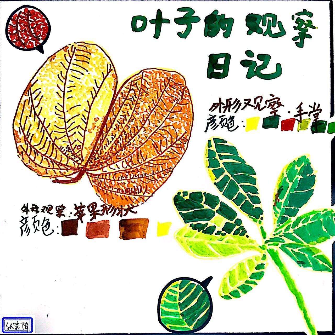 叶子的观察日记701594 94秋天来了,来一波94叶子的观察日记