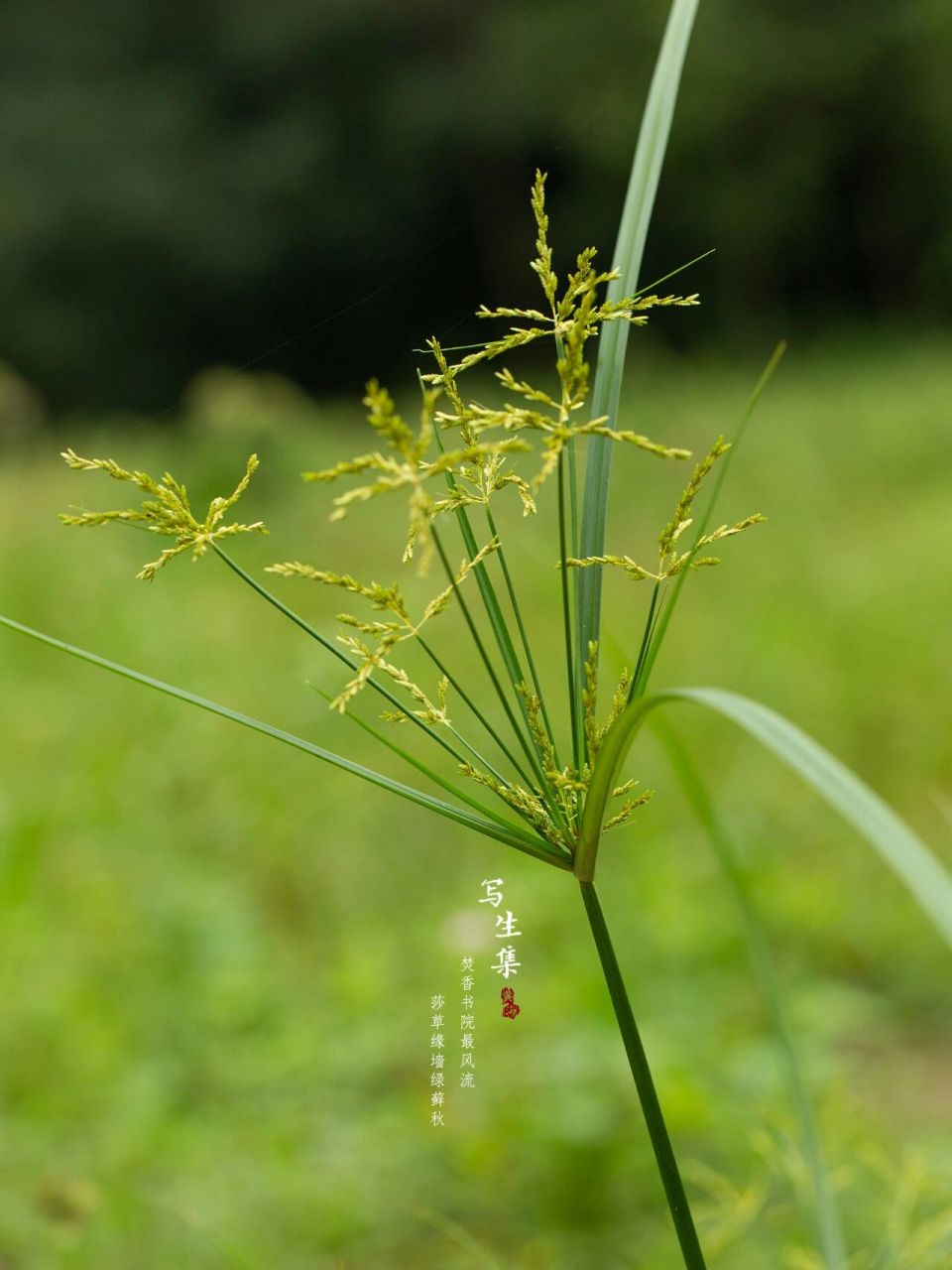 沙银草药图片