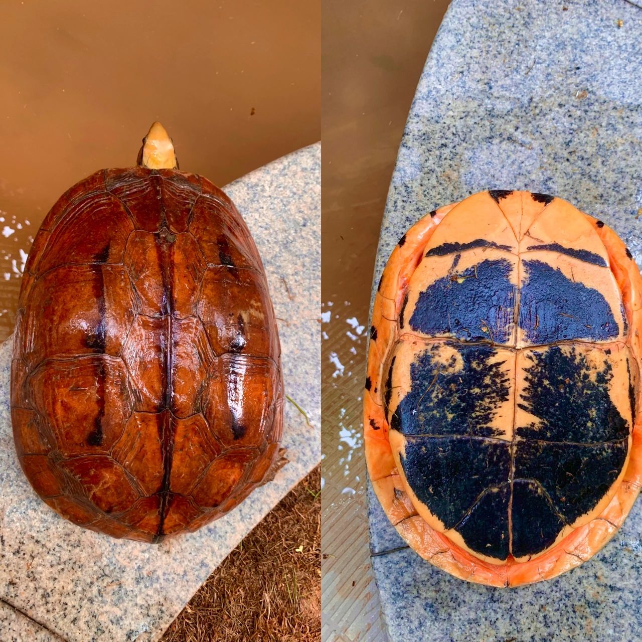 金钱龟最喜欢的食物和过冬什么时候停食 金钱龟学名三线闭壳龟,又被称