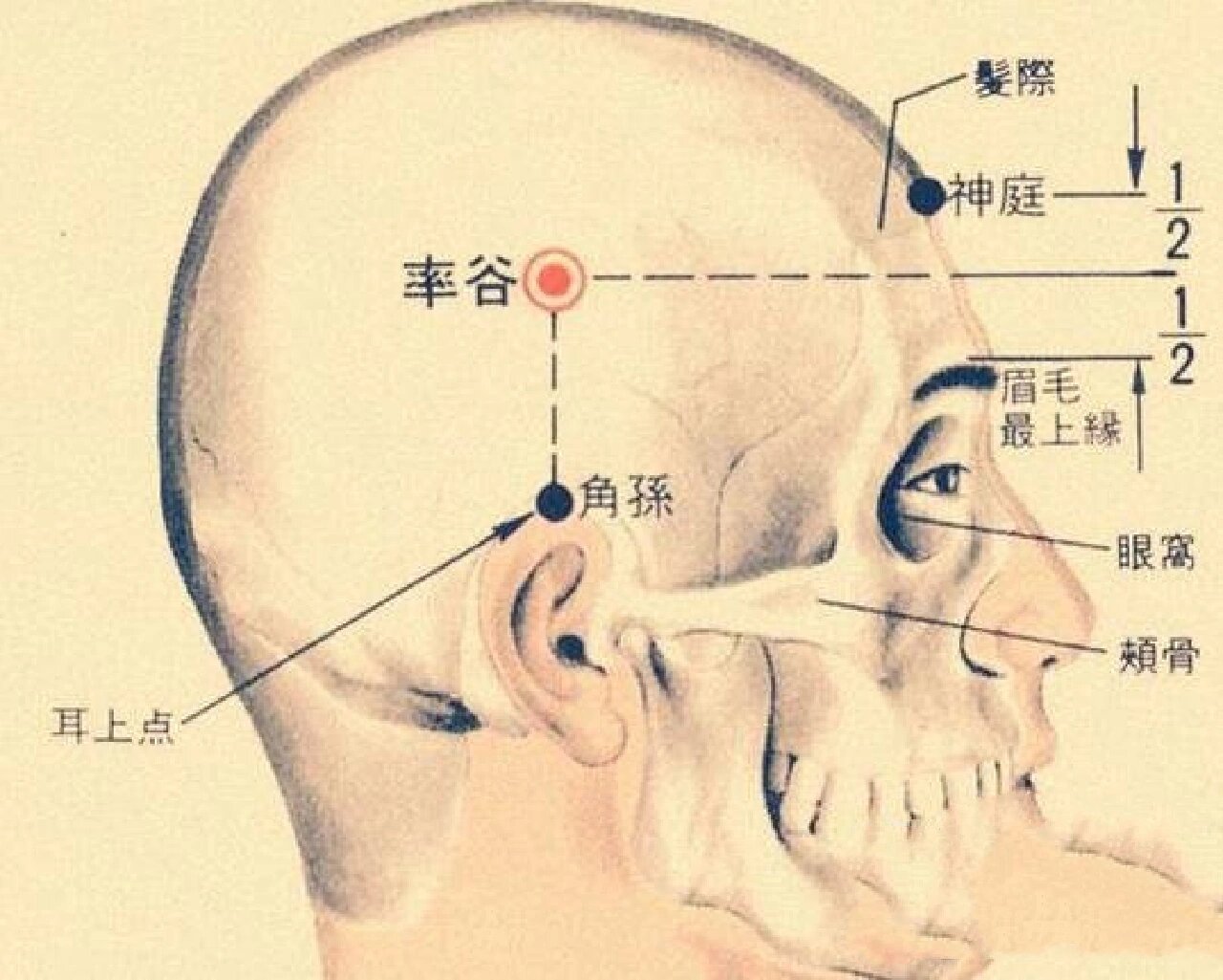 穴位小知识——率谷穴(胆经) 【位置】在头部,耳前鬓角发际后缘的垂线