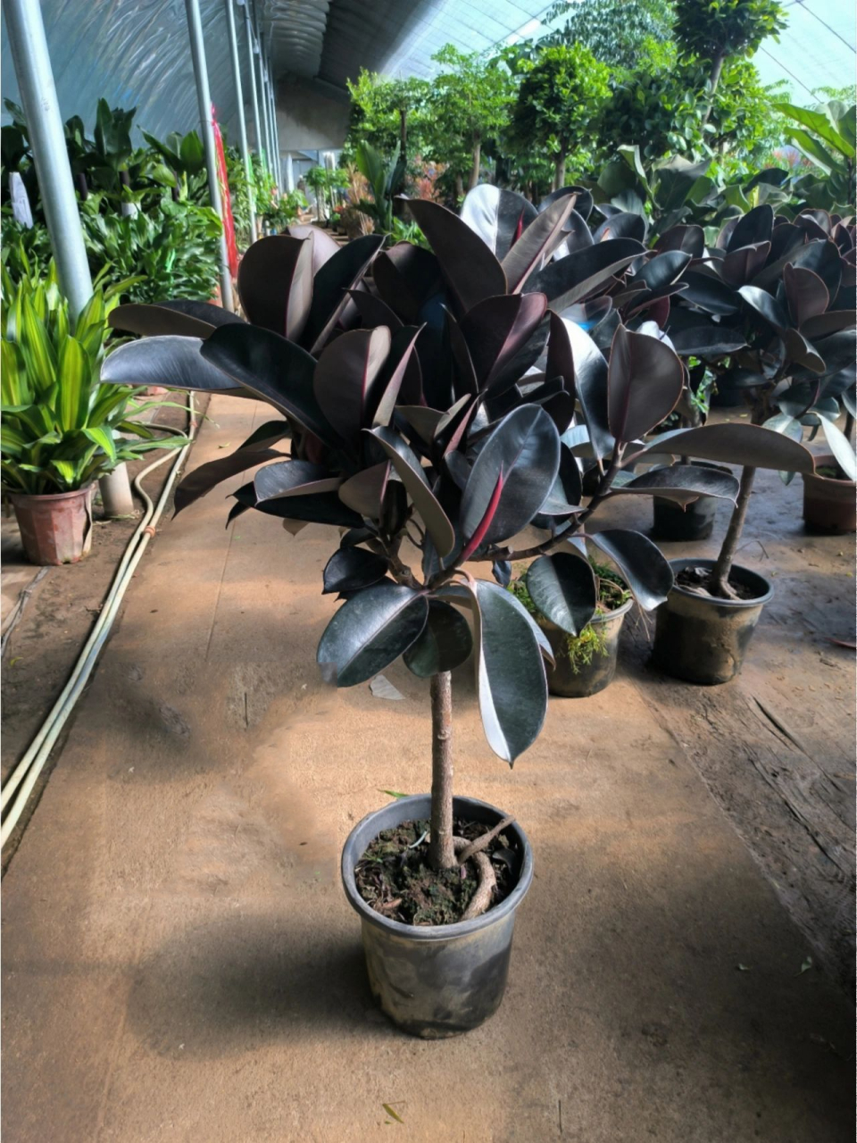 橡皮树黑金刚养护分享 橡皮树生命力顽强,常见的热带植物,养在家里充