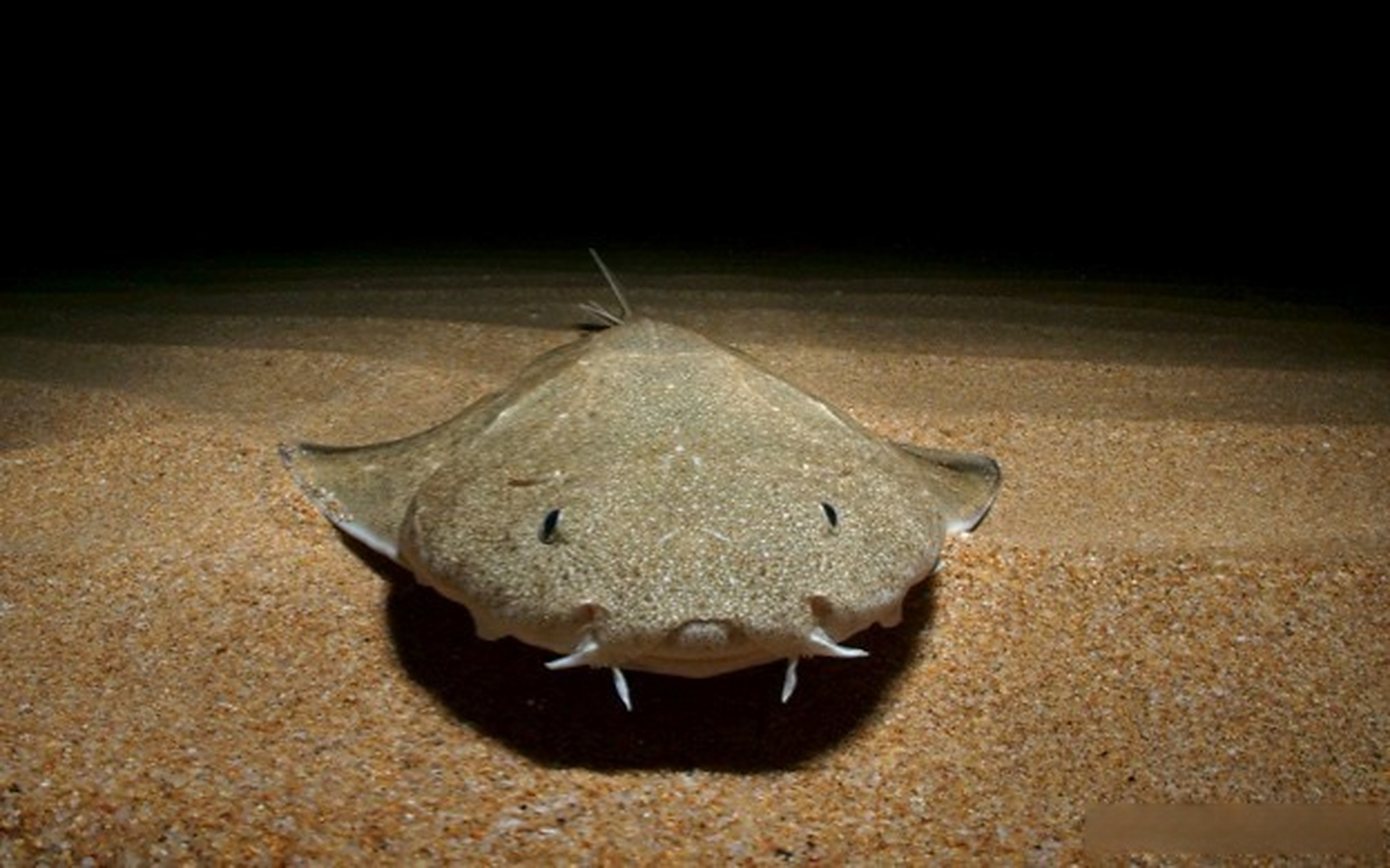 扁鲨(squatina squatina)是扁鲨科下的一种鲨鱼,它们的身体扁平,胸鳍