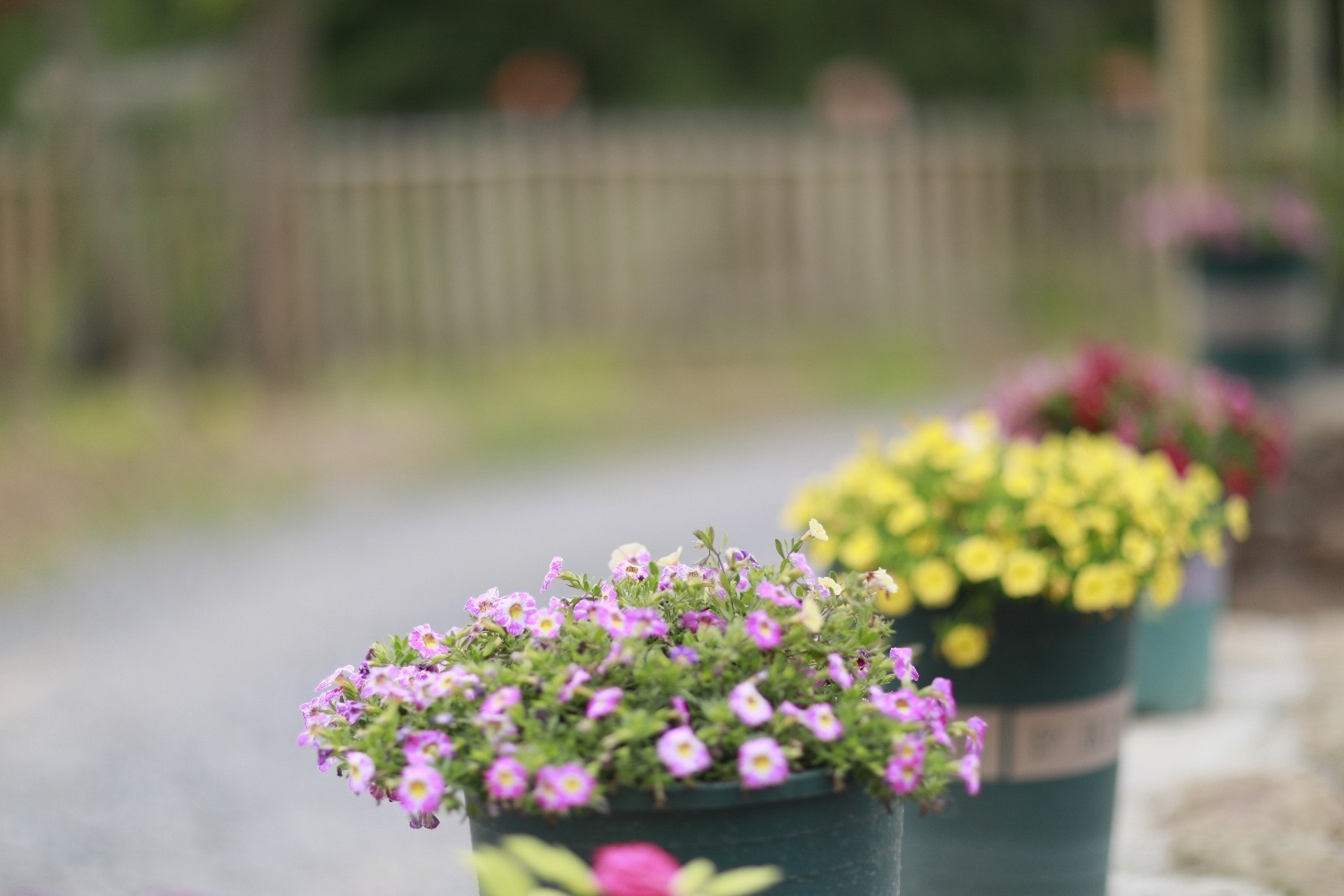 小花花 #我的日常vlog