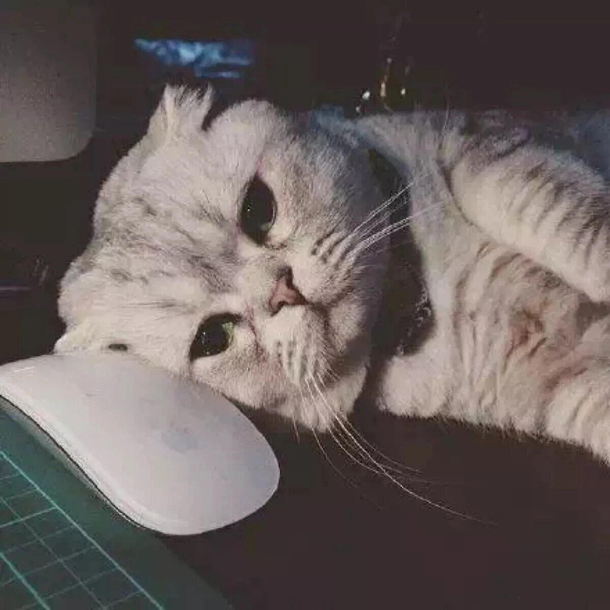 可爱到膨胀的动物头像 可可爱爱没人爱 大头头像超可爱