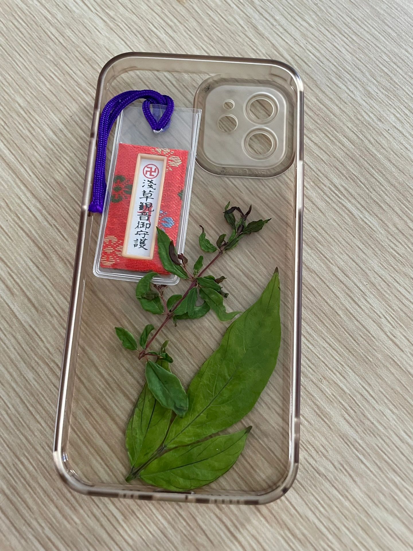 潮汕红花仙草禁忌图片