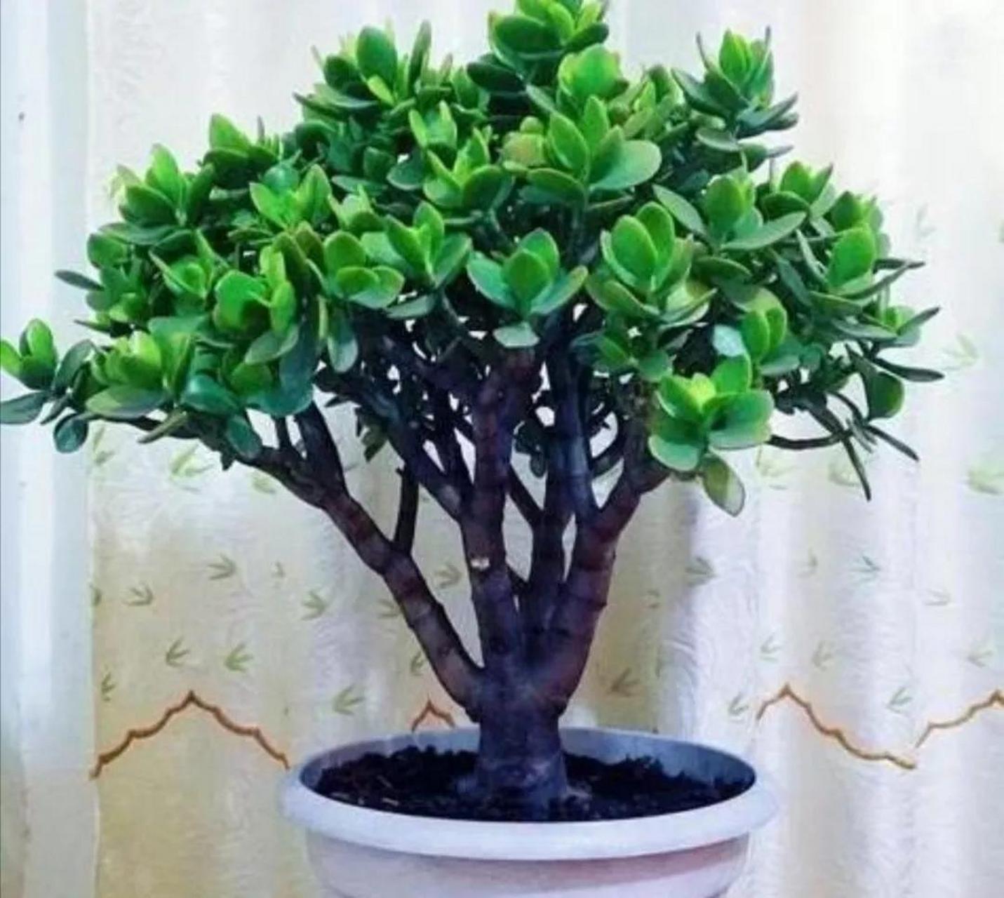 玉树的风水作用(玉树的风水作用和摆放位置)