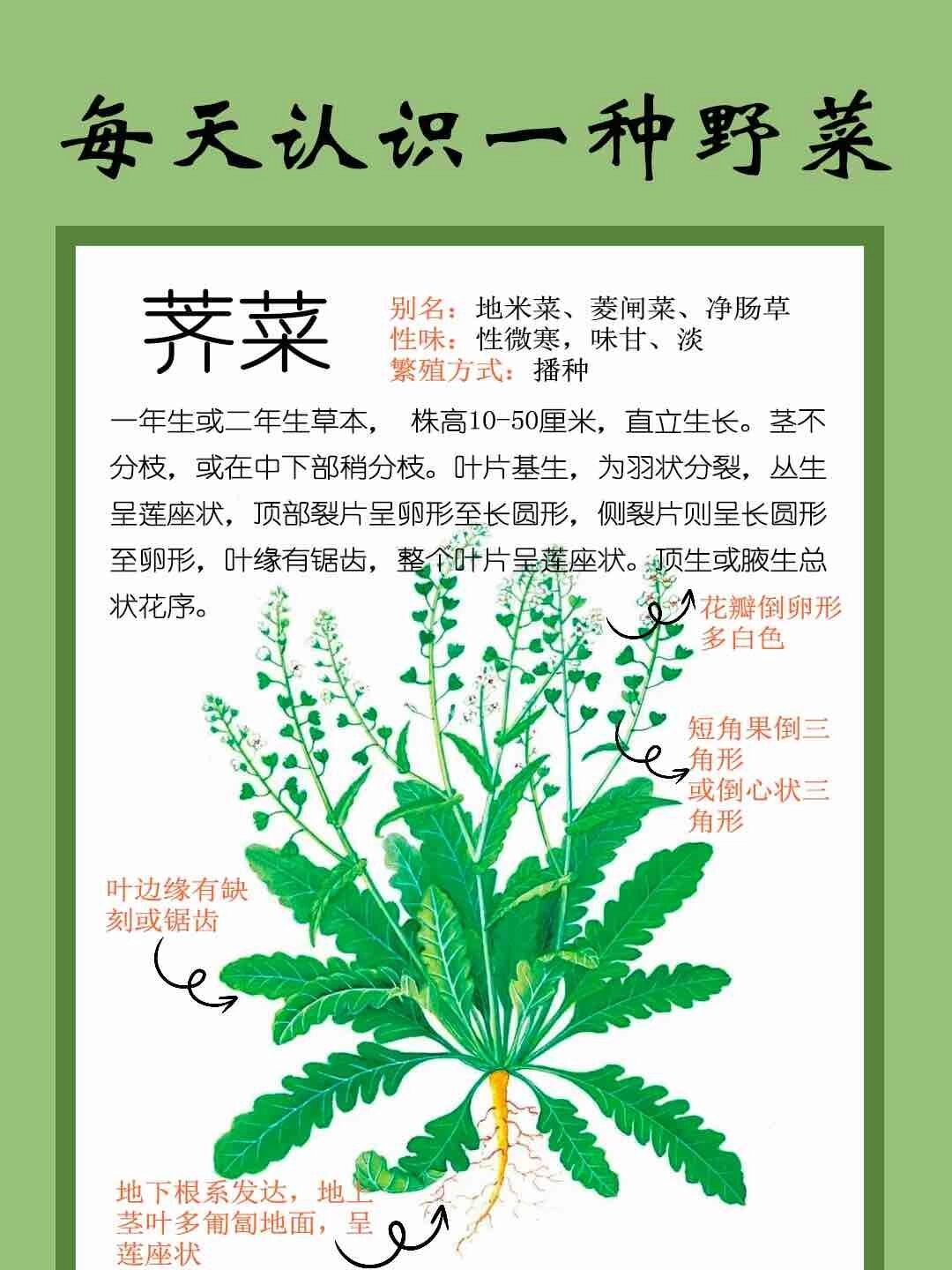 每天认识一种野菜-荠菜