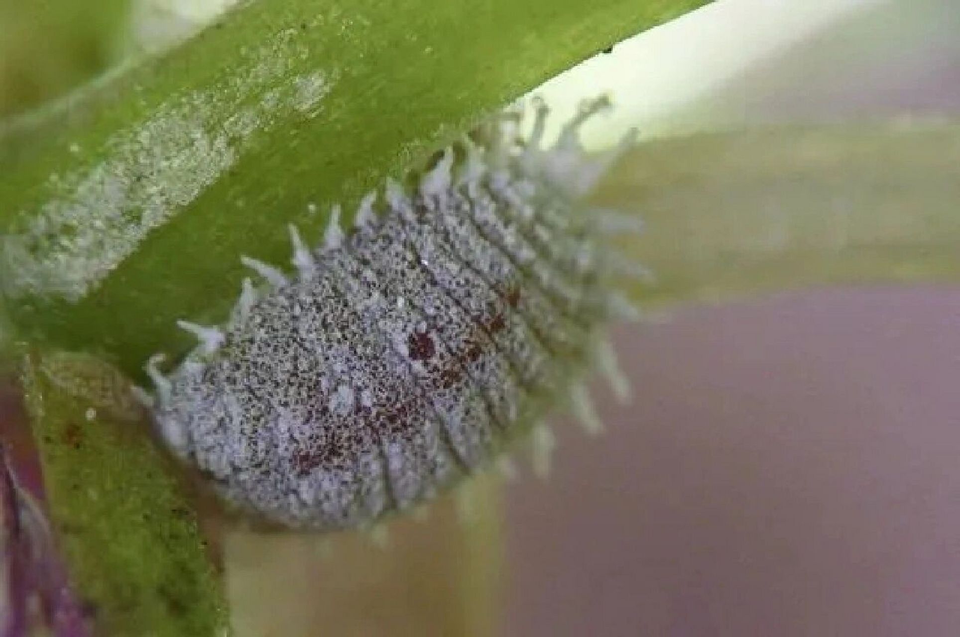 生物科普 	 90胭脂虫(dactylopius coccus)原产于墨西哥,是半翅目