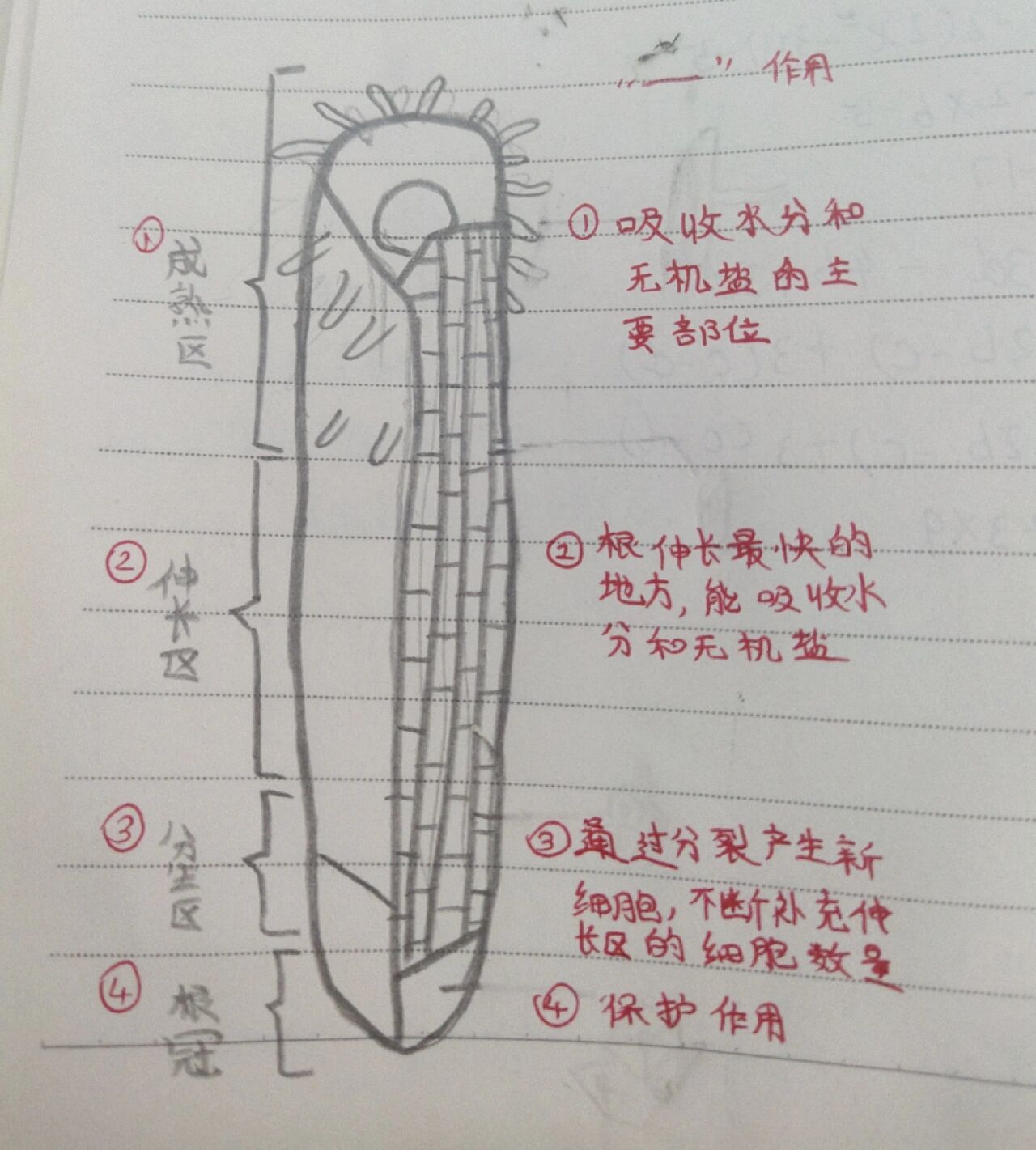 根尖图手绘图片