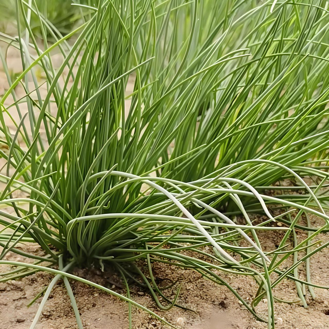 沙葱图片 色泽碧绿,葱叶尖而细,在5-8月份可以进行4-5茬的收割,外形