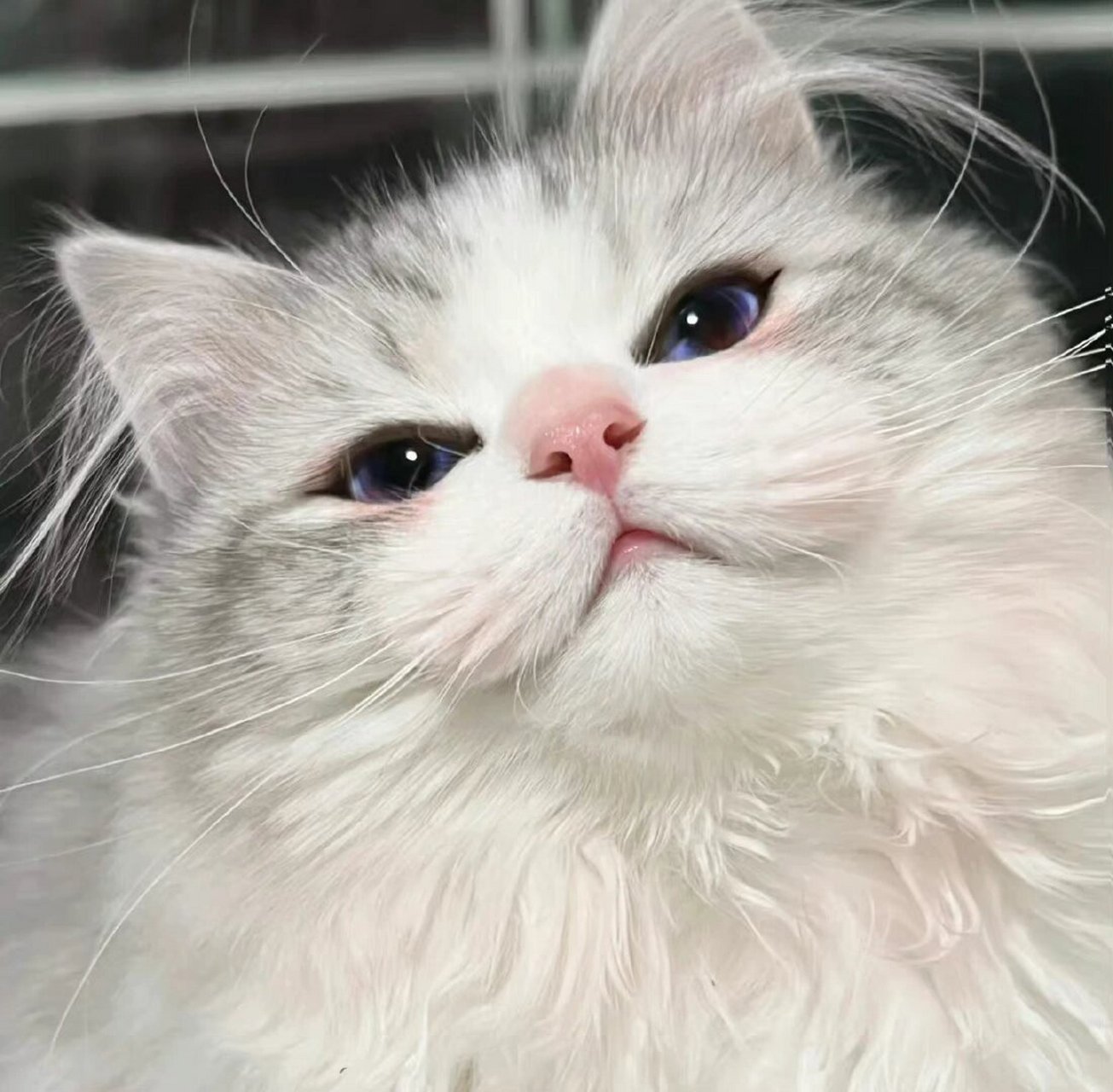 背景图|小猫咪91 这个世界如果没有小猫咪会怎么办