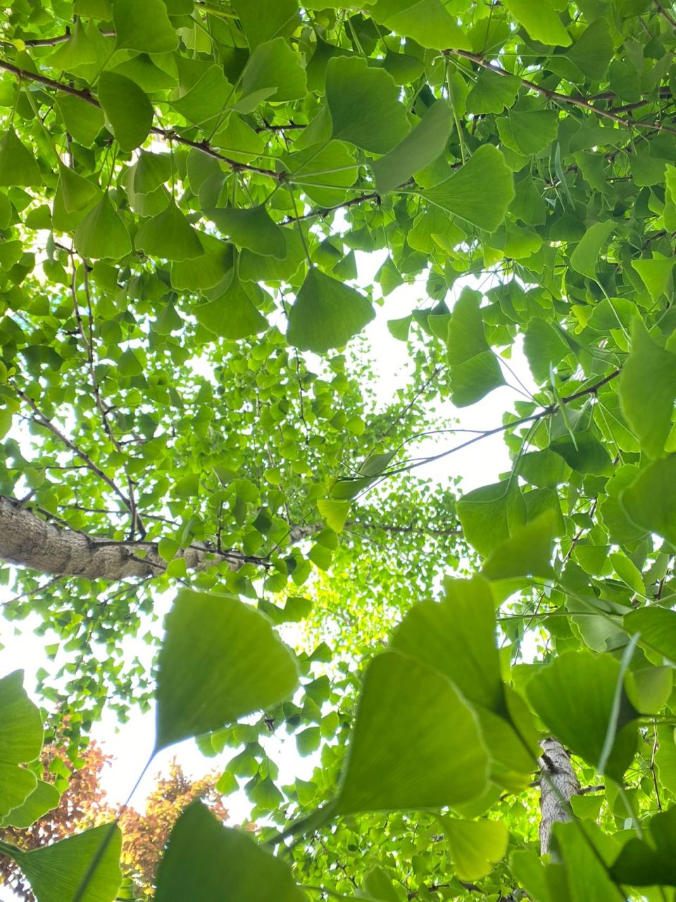 手机里的一抹绿～枫叶树 最喜欢初夏的颜色,连风都是温柔香甜的