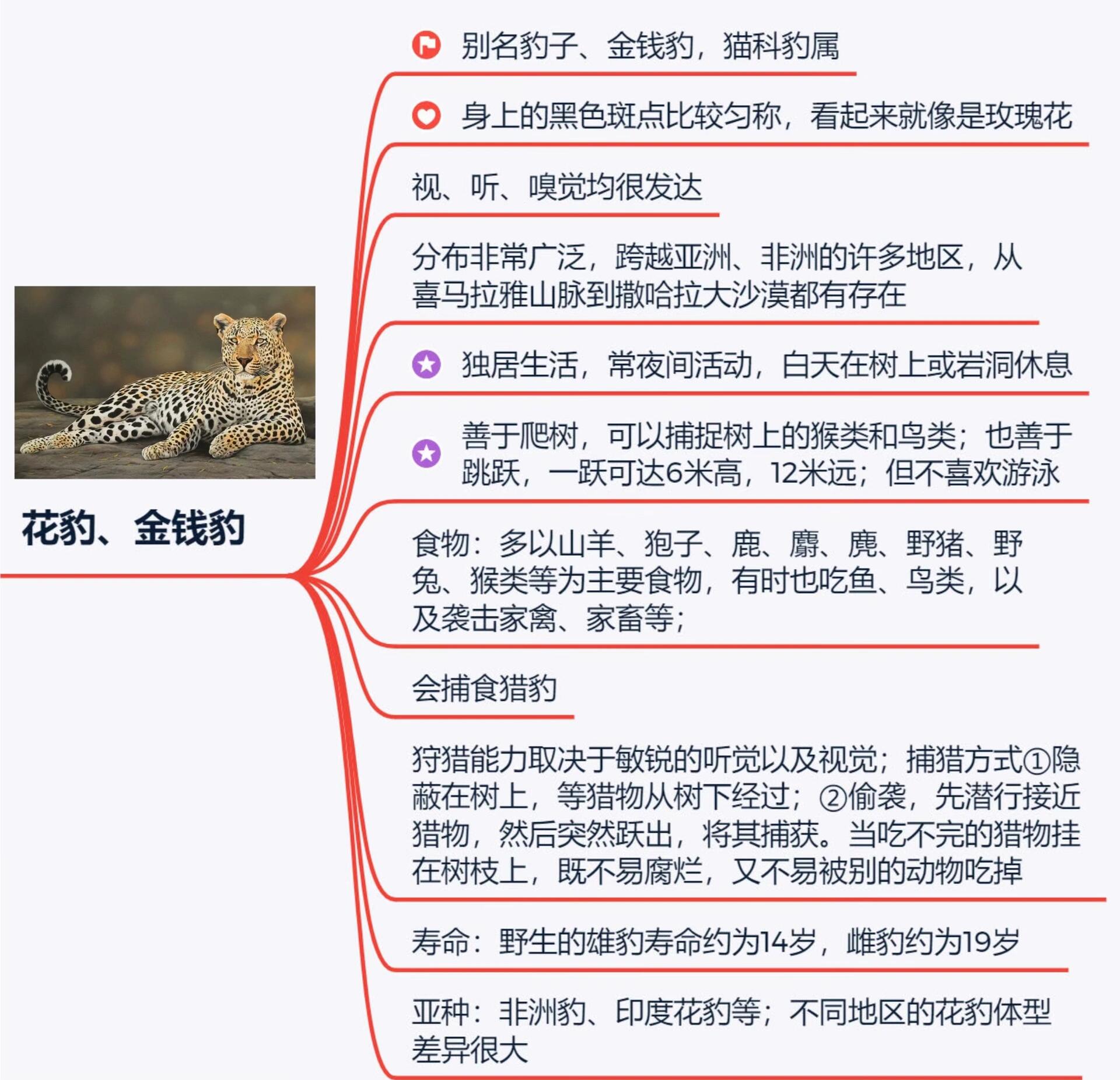 去动物园前的知识准备9799豹子的思维导图③