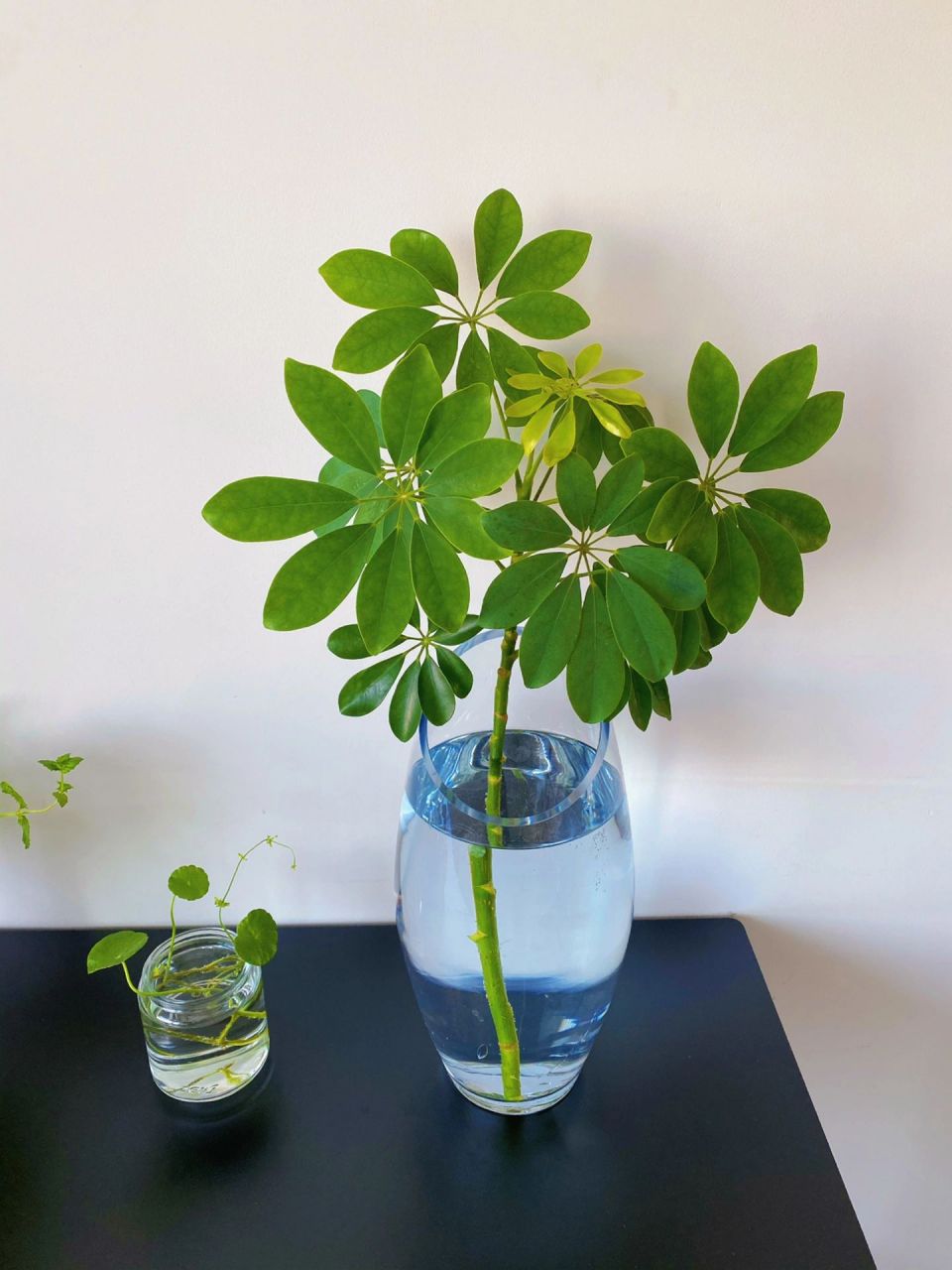 7815水培鸭脚木的姿态7815 室内水培鸭脚木的绿在冬天可以带