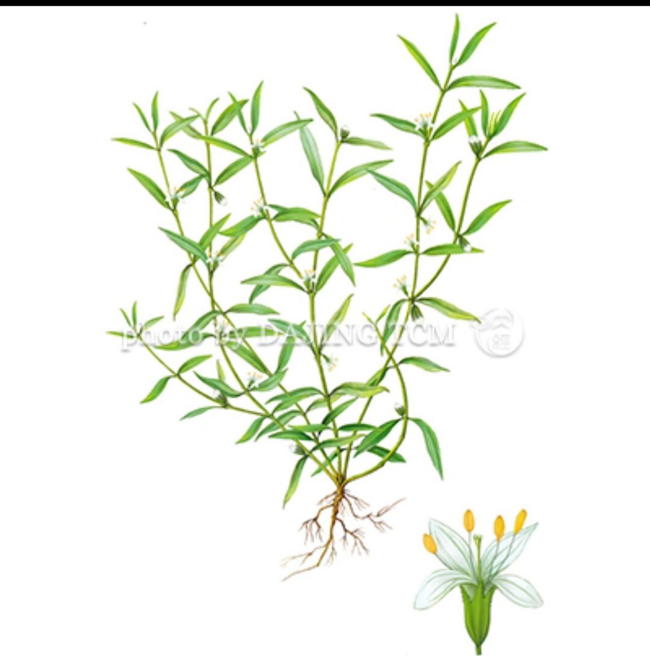 每天认识一味中药 白花蛇舌草 出处:《广西中药志》 功效:清热解毒