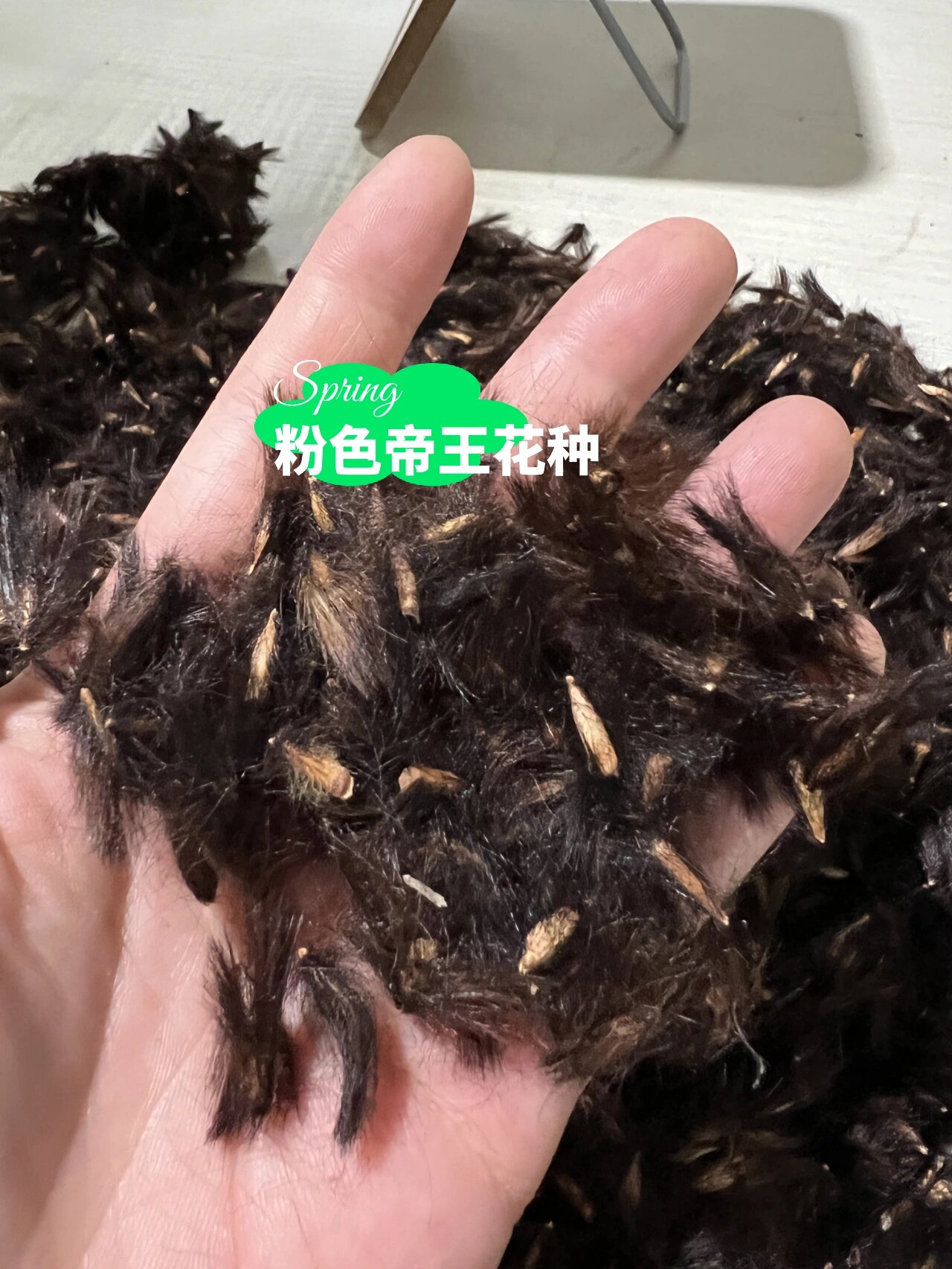 今天带大家看看我们的南非花材帝王花种子的样子!