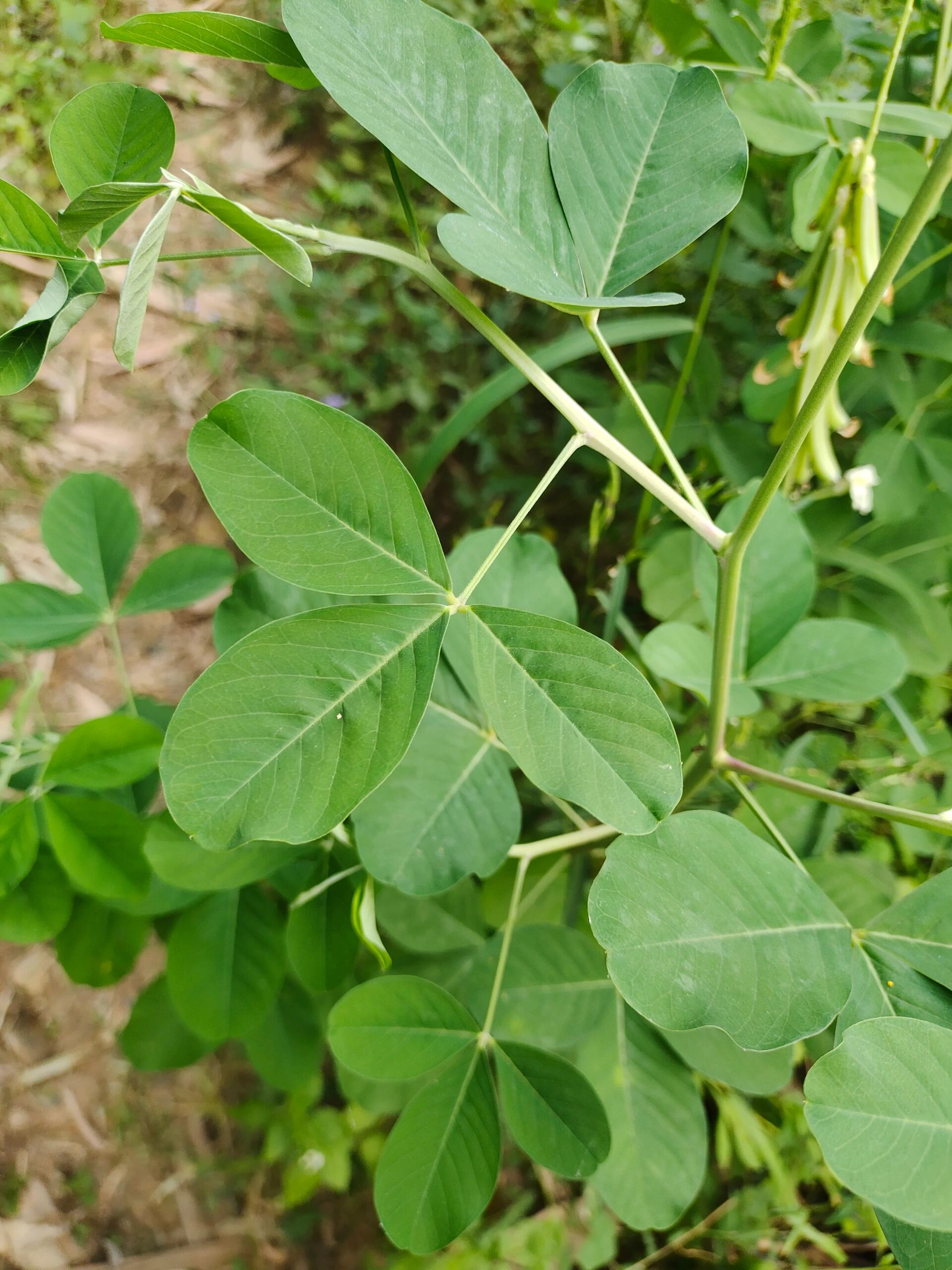 [115]每天认识一种植物—猪屎豆 91别名:白猪屎豆,野苦豆,大眼兰,野