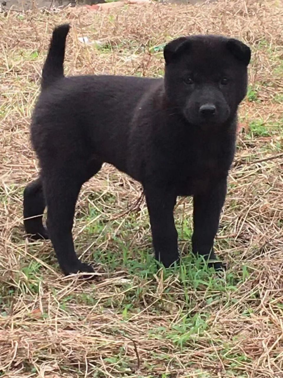 中华田园犬,极品纯黑母,黑狗黑舌,五黑神犬.右挂金钱尾