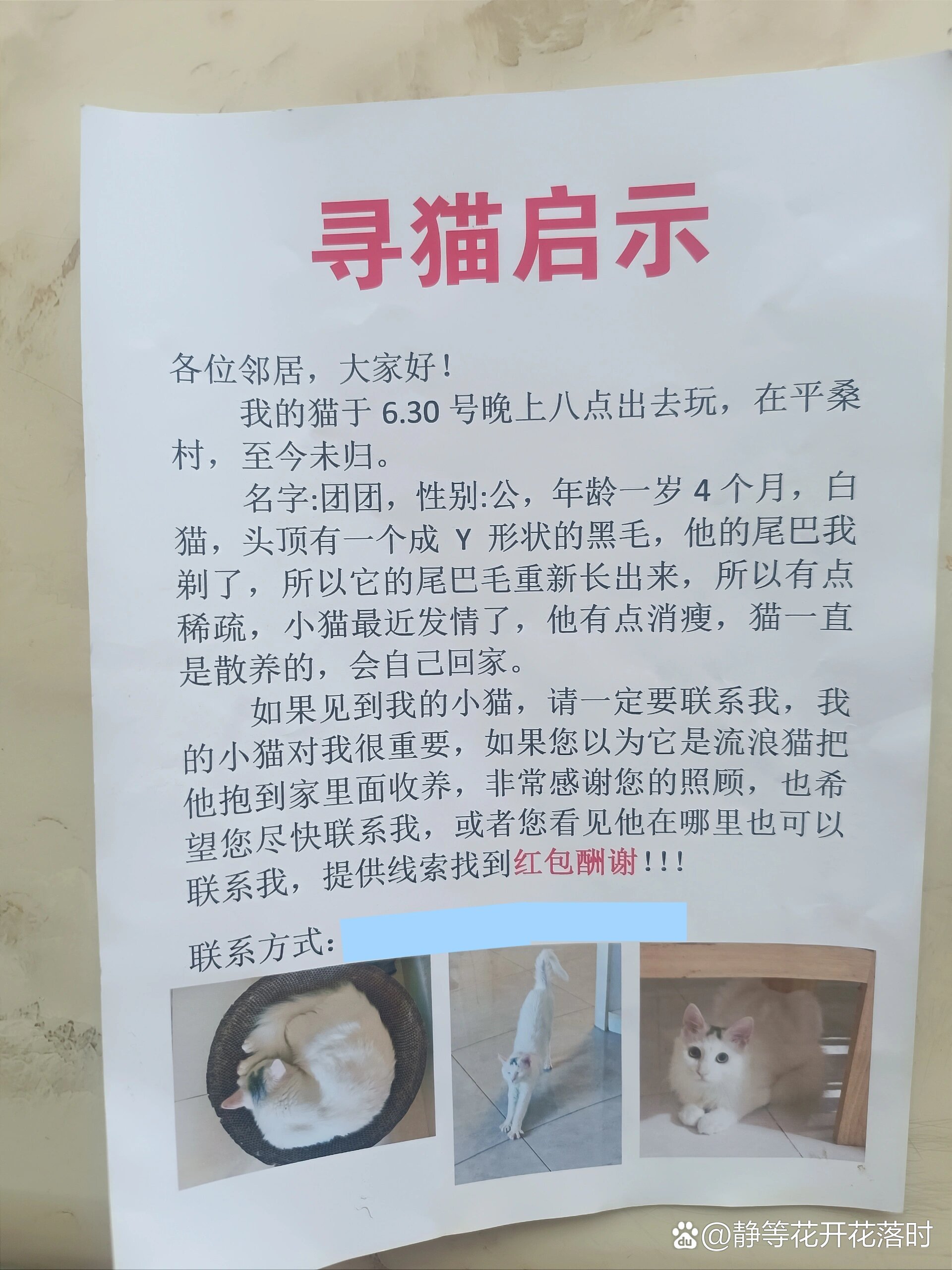 寻猫启示