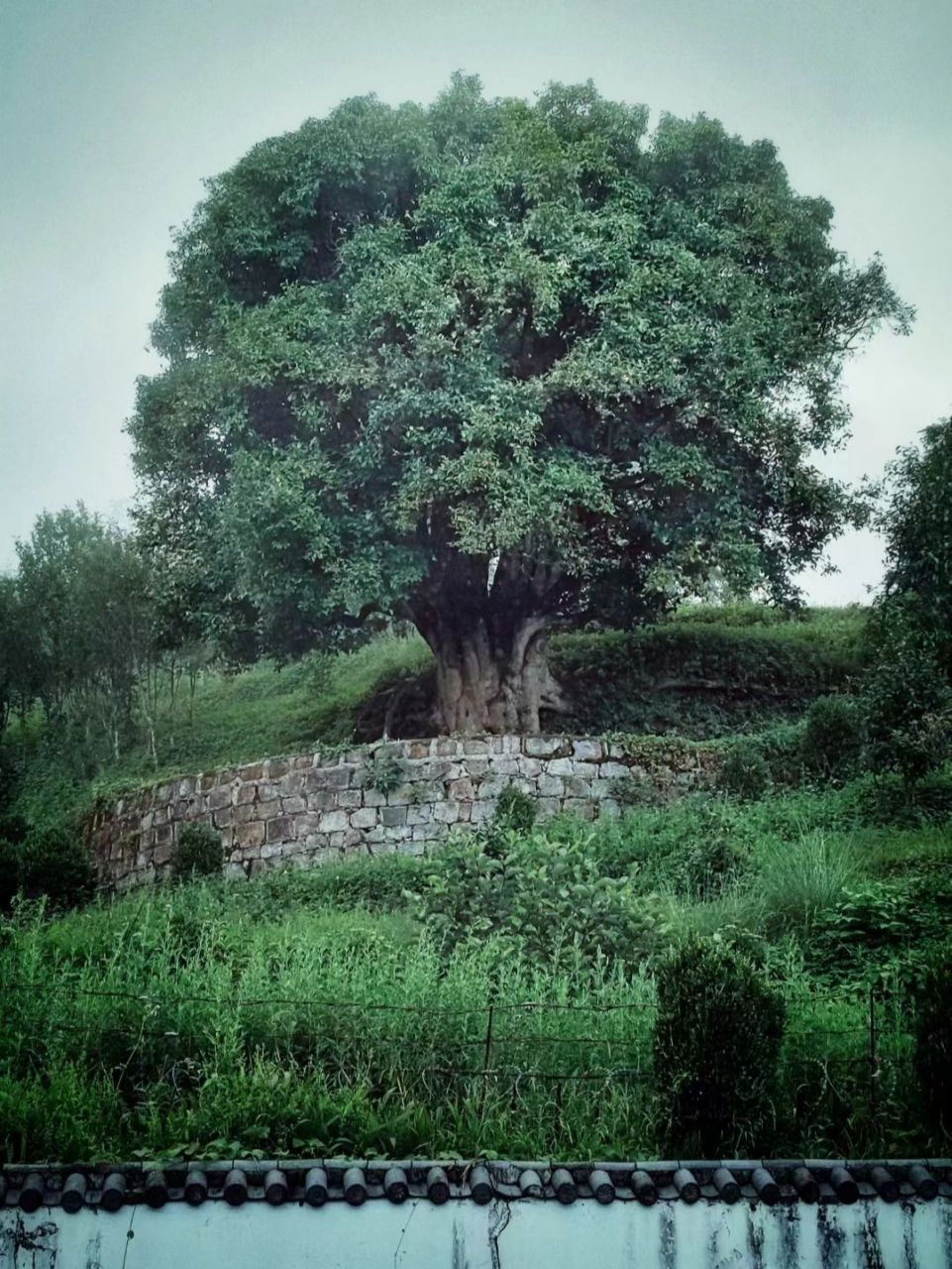 【临沧茶祖树】价值1068万采摘权的古茶树 凤庆县小湾镇茶王村茶祖树