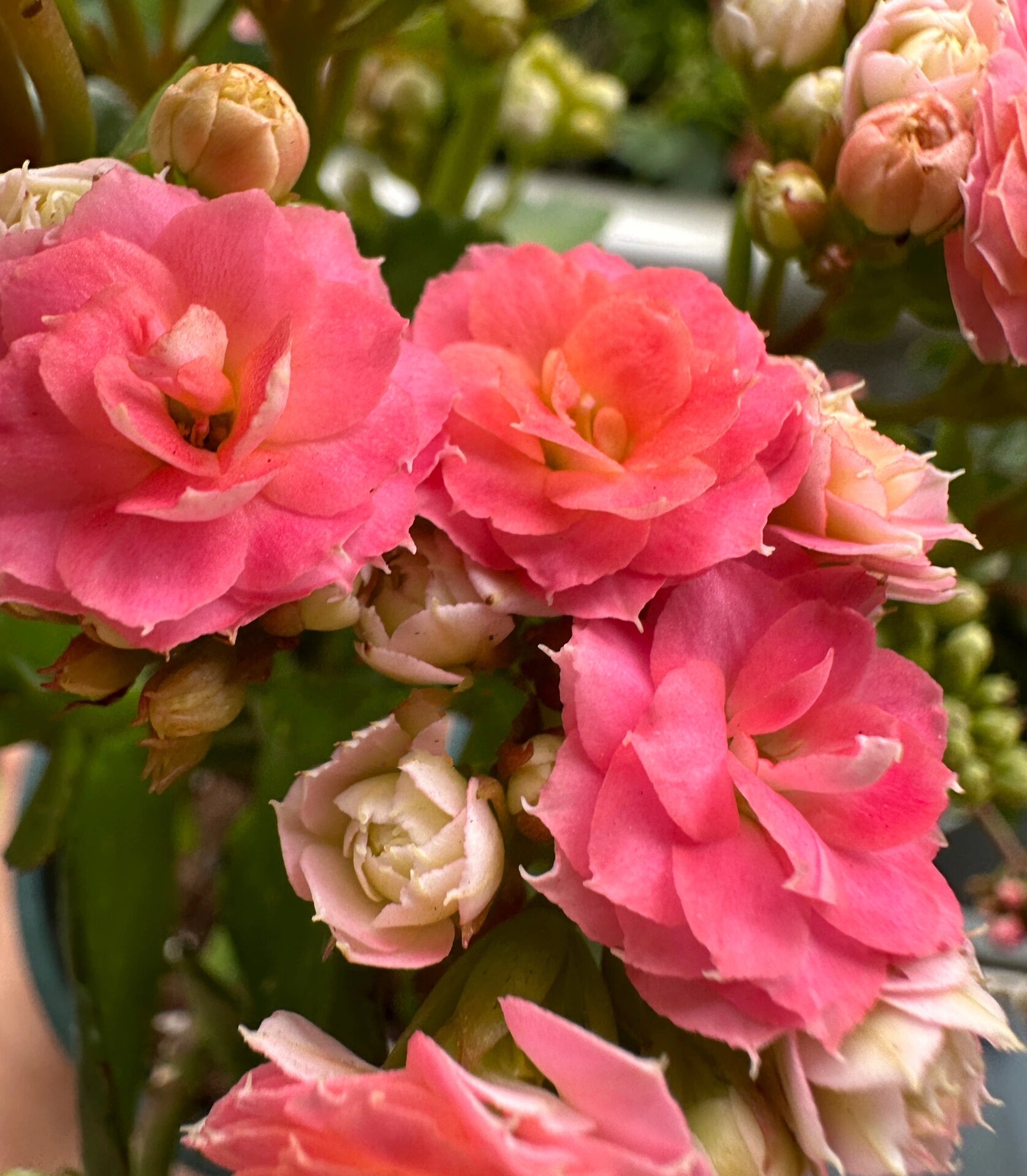 长寿花 橘子汽水/少女 98看看是哪一盆小可爱在本桃离家大半个月