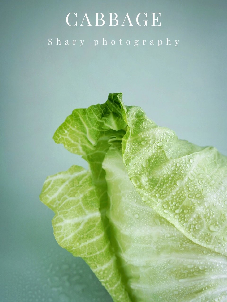 静物摄影|可爱的包菜 老爸买回来一颗像萝卜头儿一样的包包菜,让我