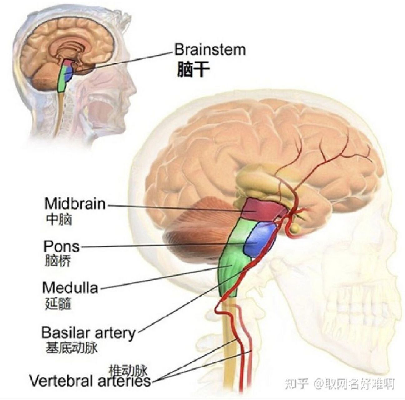 延髓锥体图片