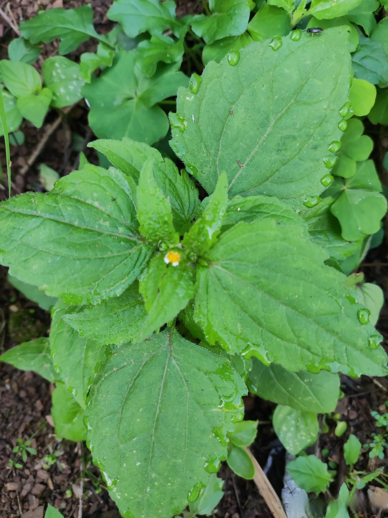 第一次听说这种野草可以吃 有视频博主信誓旦旦的表