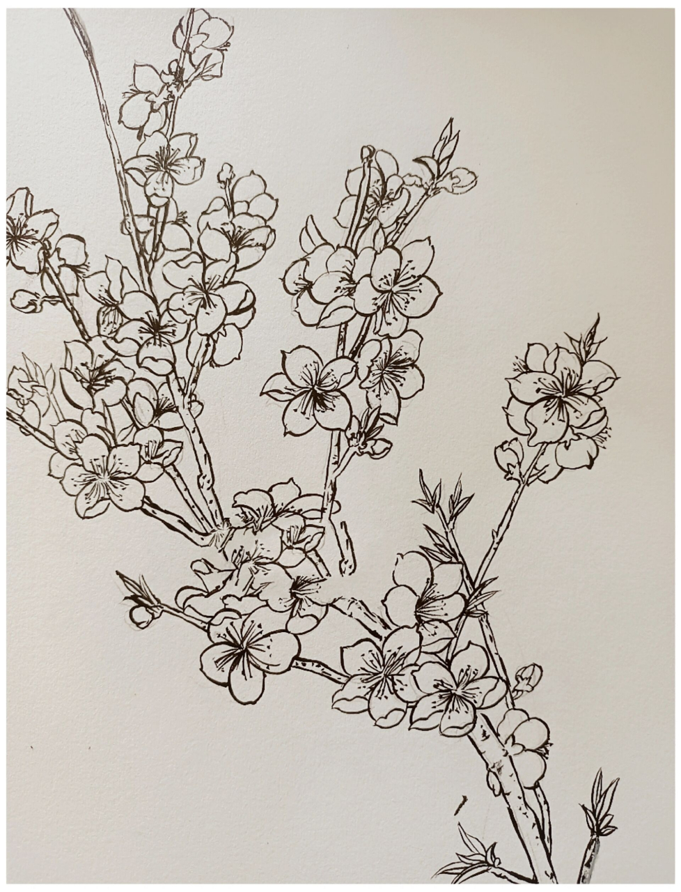 国画94——桃花82白描高清稿系列(一)