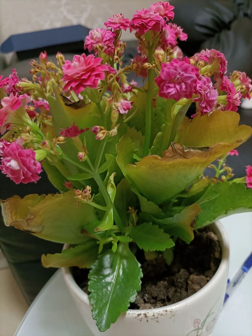 我的长寿花叶子发黄了,花也蔫儿了,是怎么回事啊