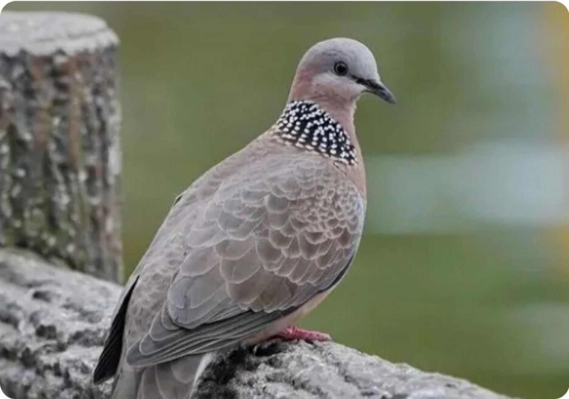 珠颈斑鸠是保护动物已被列入国家林业局2000年8月1日发布的《国家保护