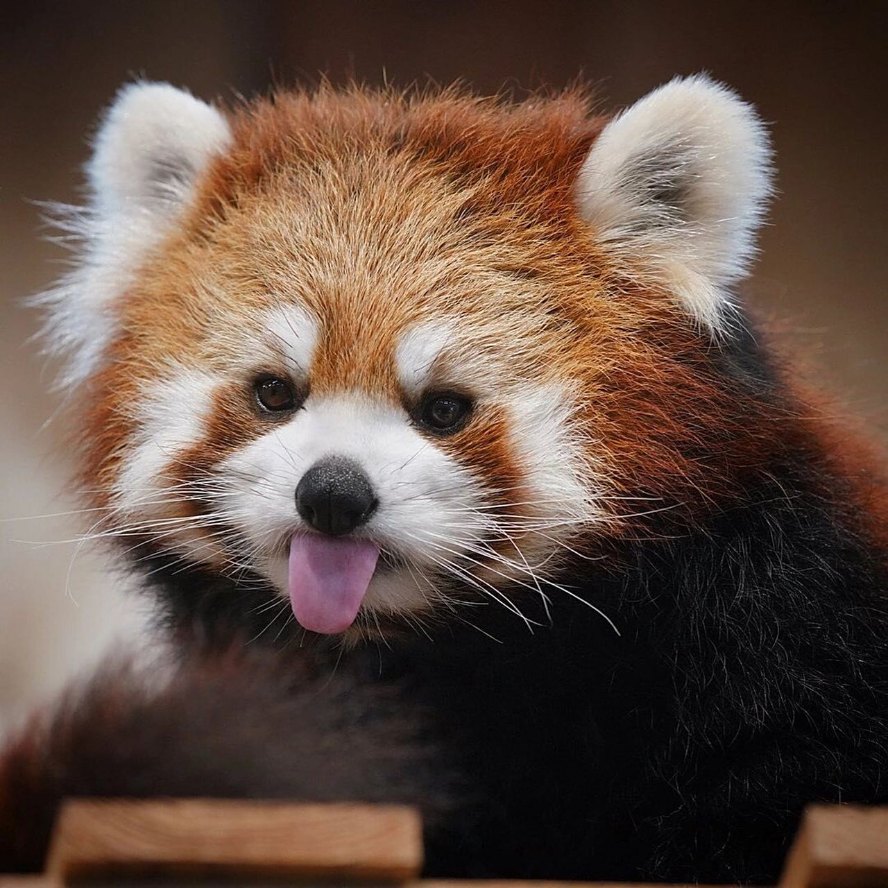 吐舌头的小熊猫,萌萌哒 	 #小熊猫摄影# #小熊猫真实写照# #小熊猫