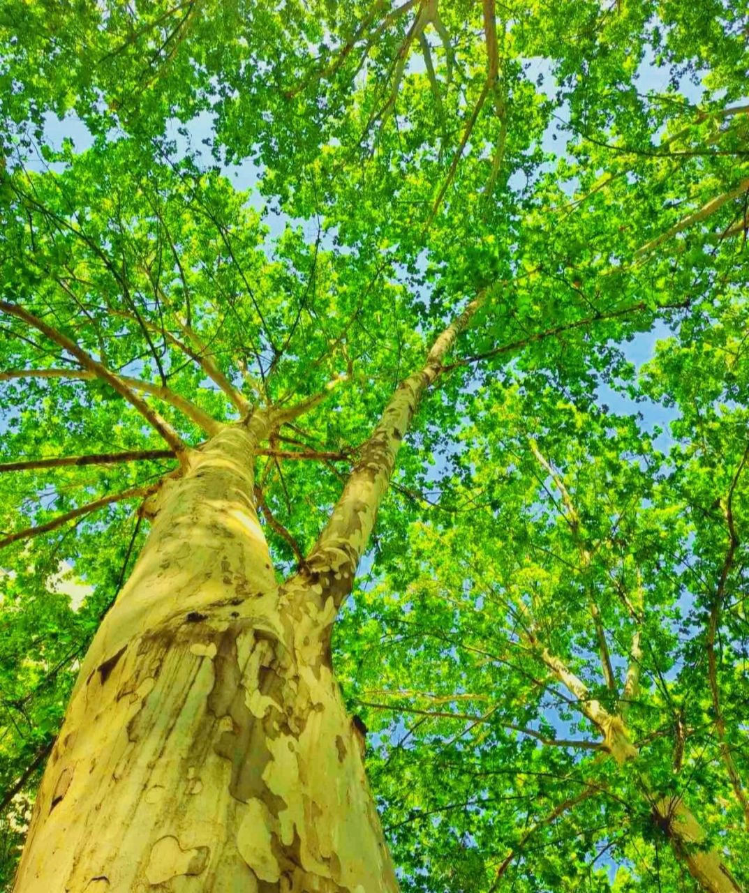 克:木克土,火克金,土克水,金克木,水克火.