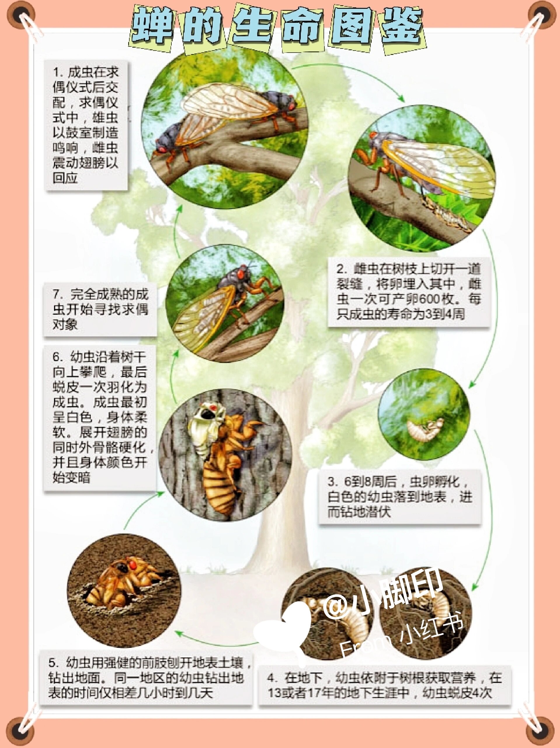 夏日学习|蝉的生命图鉴|蝉的一生历程