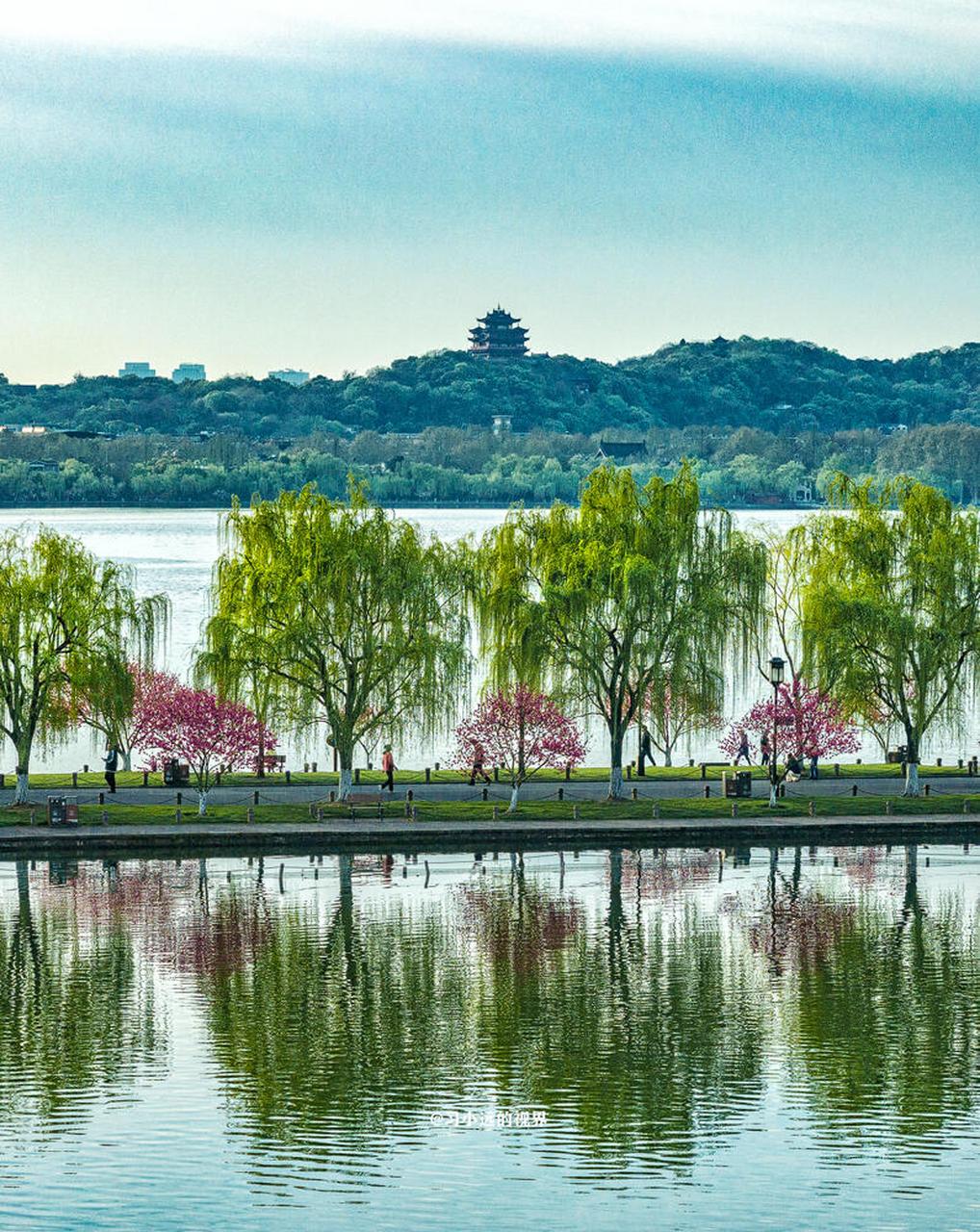 杭州的花红柳绿准时上线 王维在《田园》诗中写到 "桃红复含宿雨,柳绿