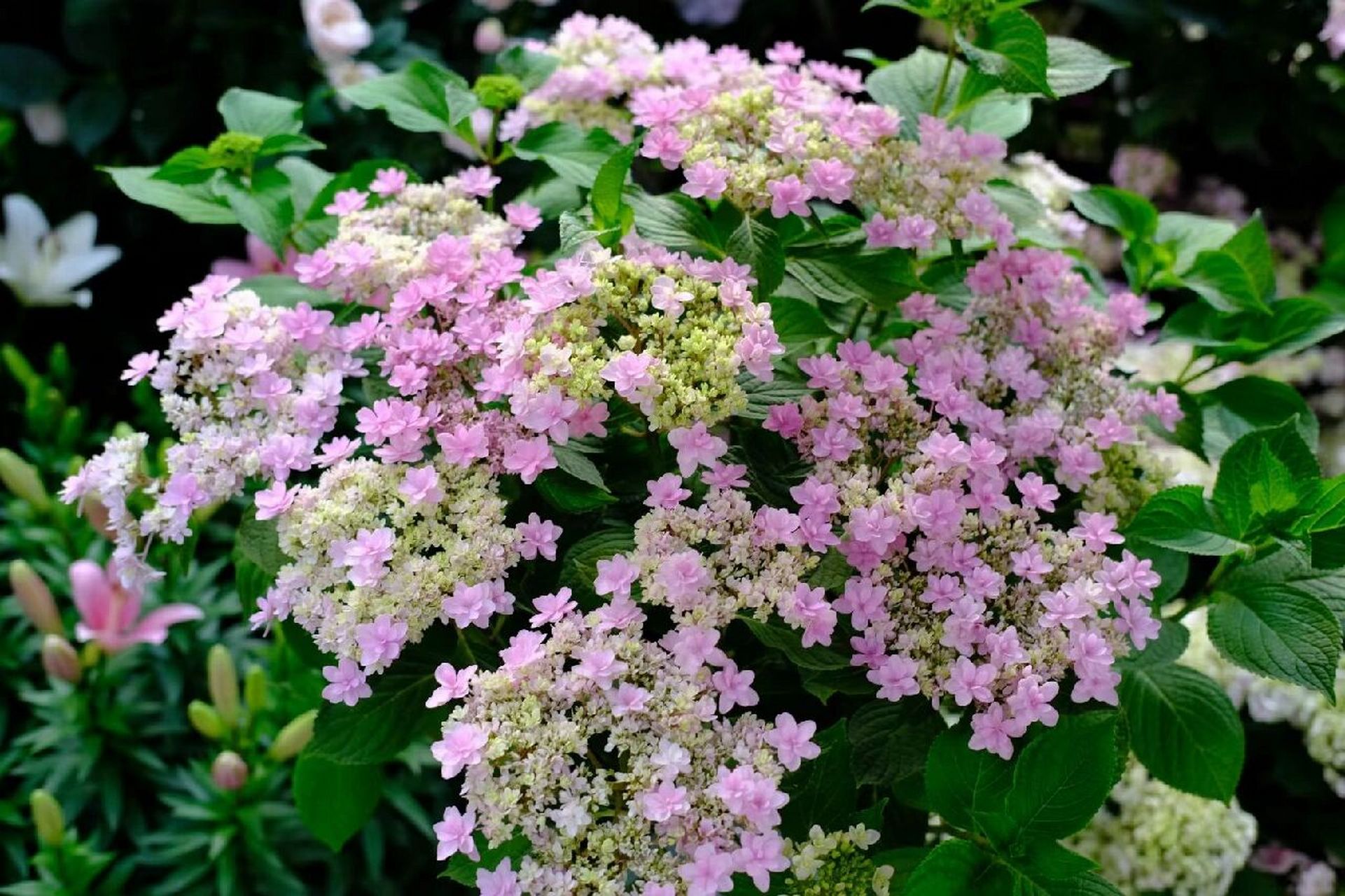 轻盈,花色柔美,平顶绣球里的必种品种   (旗舰店)