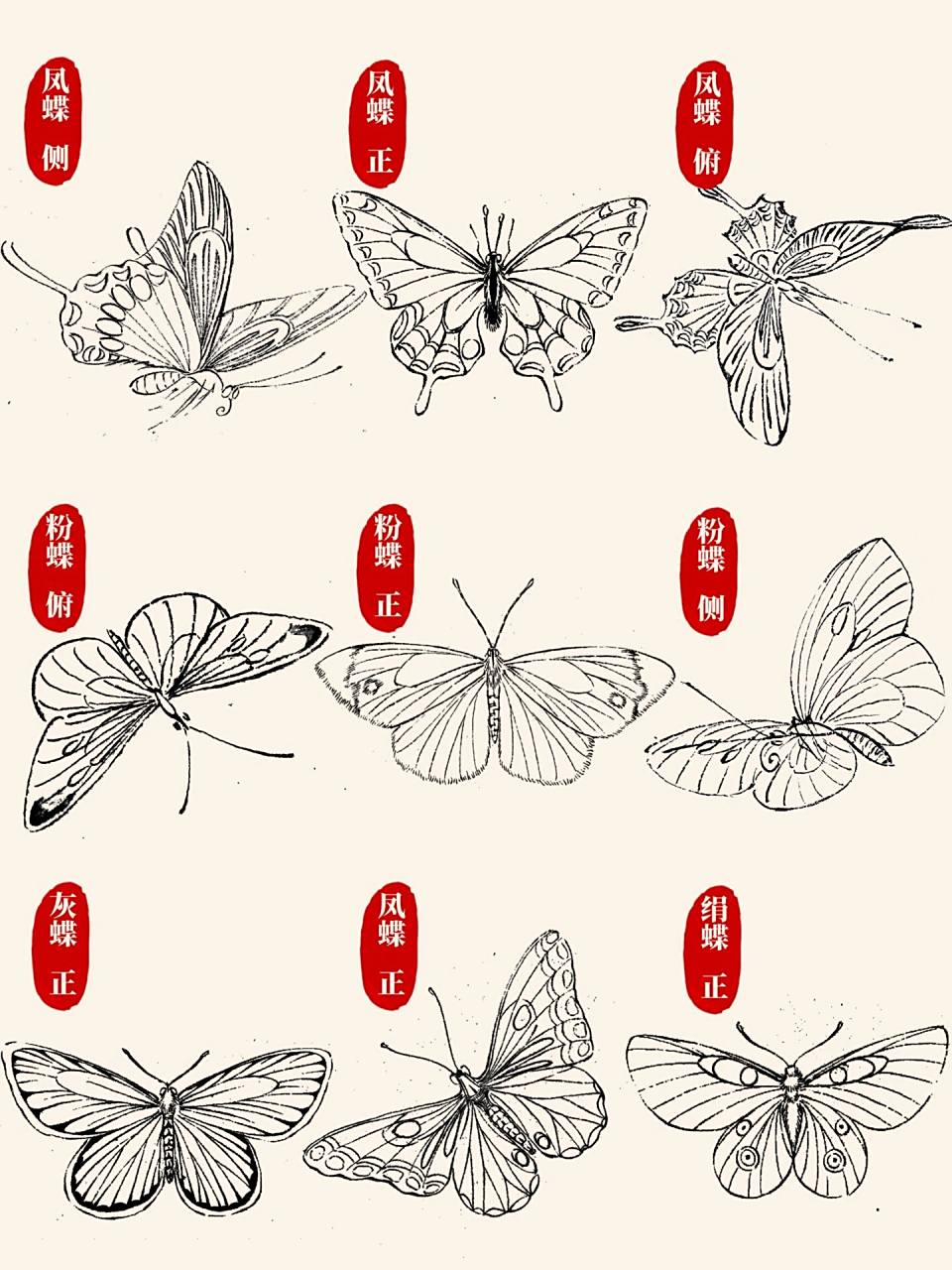 国画入门|03蝴蝶线描/白描合集97持续更新6015 98今天分享