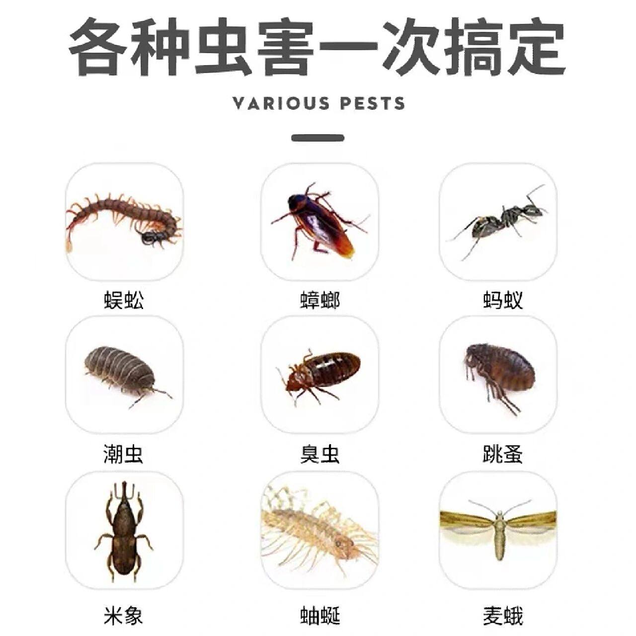 各种害虫的图片和名称图片