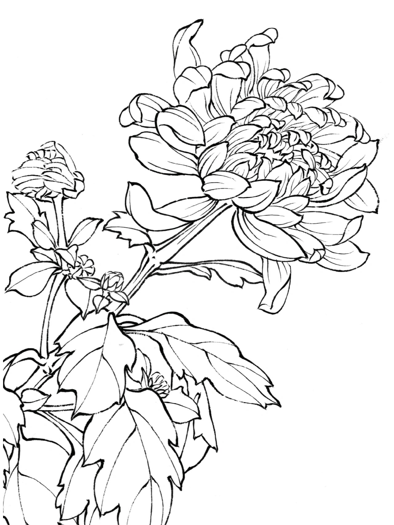 菊花线稿画法 菊花白描画法步骤,原作者凌木