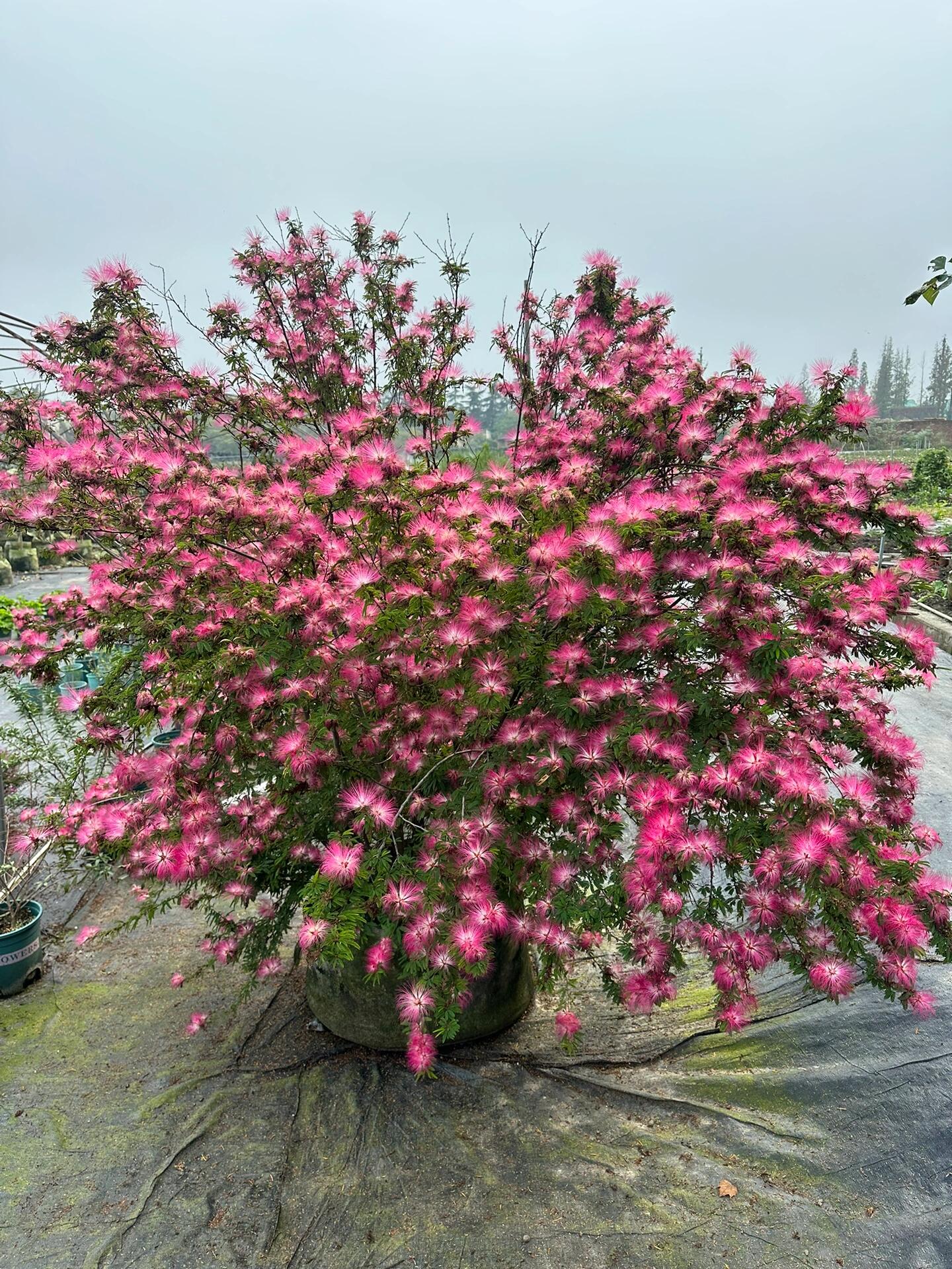 香水合欢爆花效果还是很炸裂